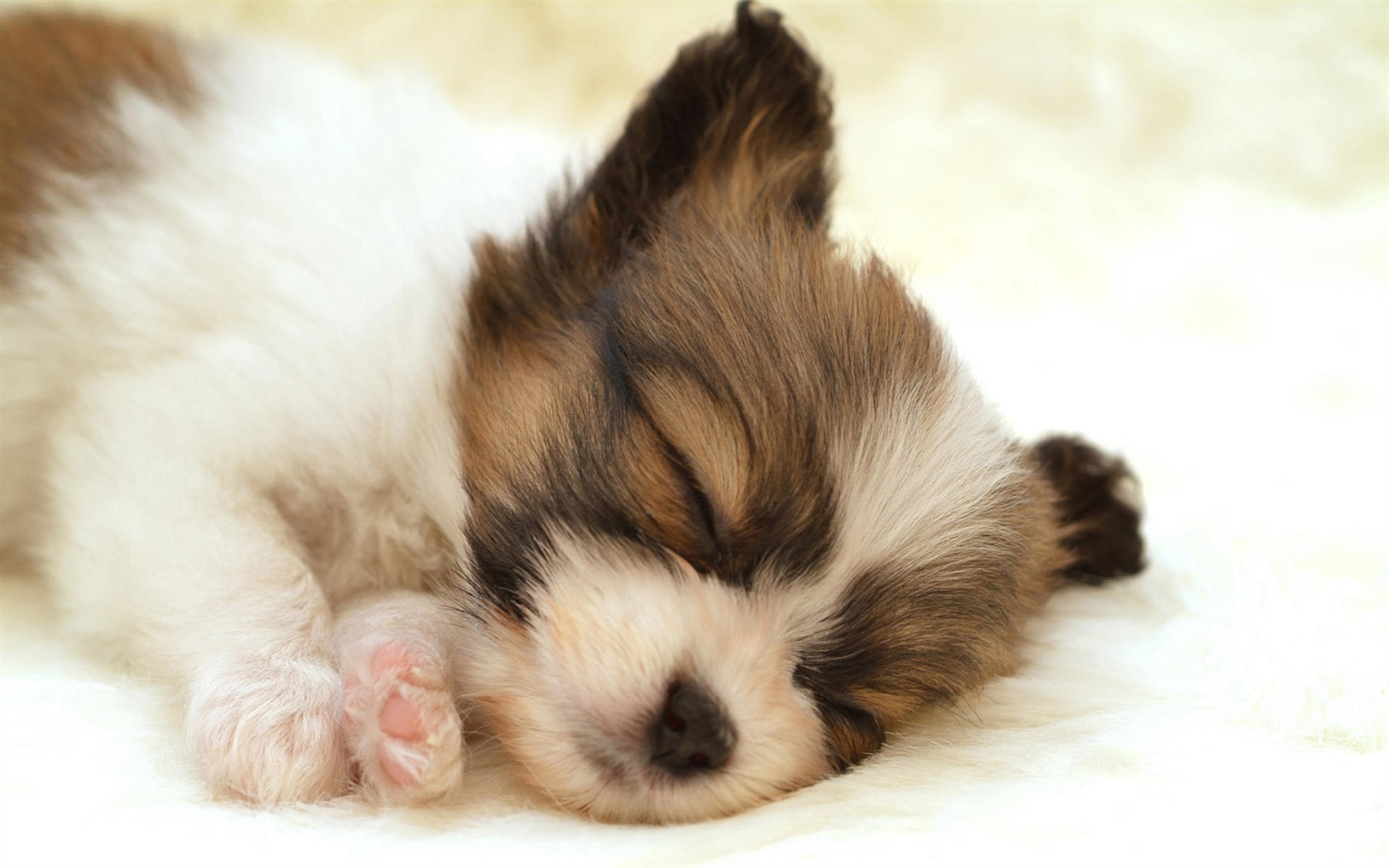 Puppy Foto HD Tapety na plochu (10) #10 - 1680x1050