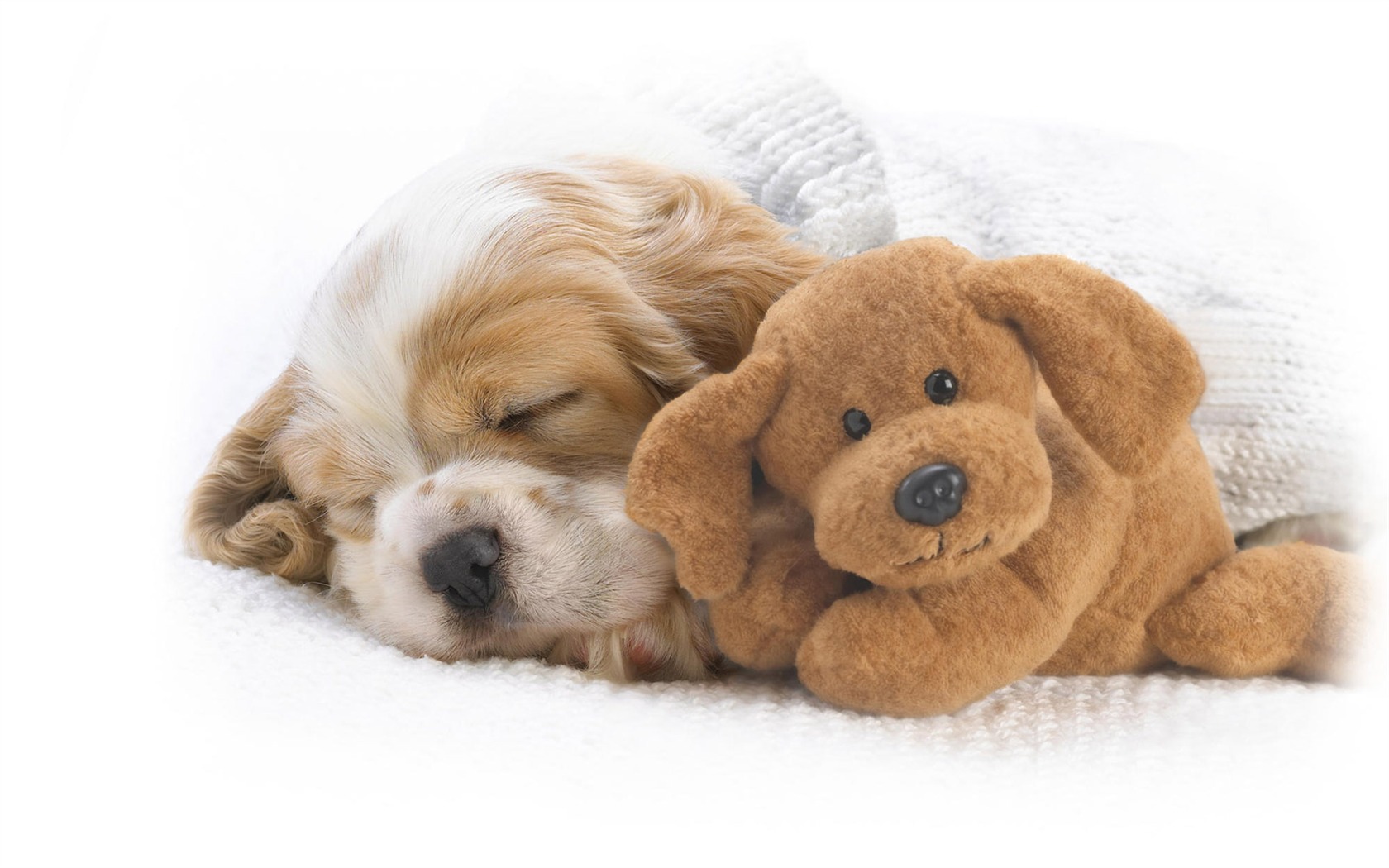 Puppy Foto HD Tapety na plochu (10) #13 - 1680x1050