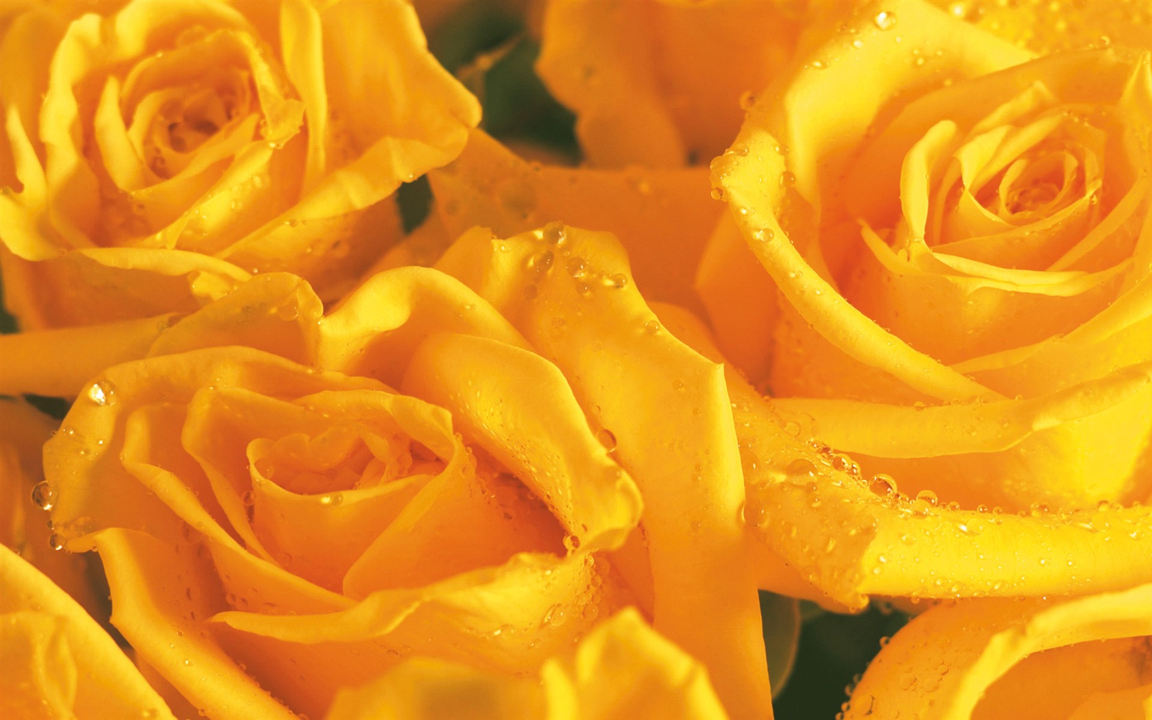 Widescreen wallpaper flowers close-up (3) #15 - 1680x1050