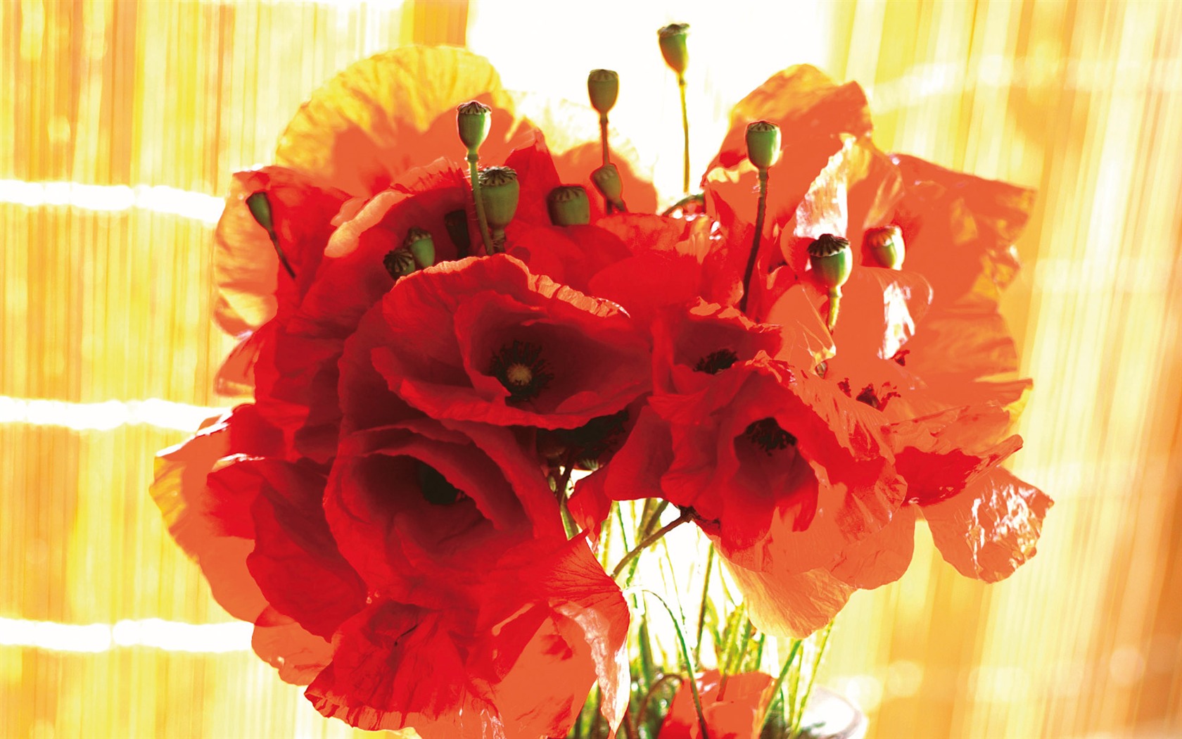 Widescreen wallpaper flowers close-up (3) #16 - 1680x1050