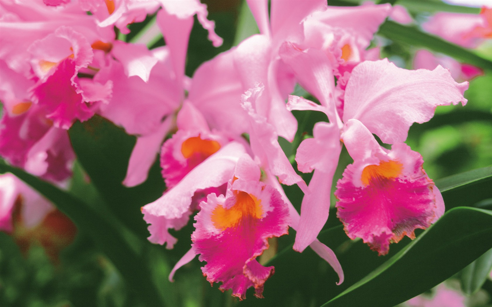Widescreen wallpaper flowers close-up (3) #18 - 1680x1050
