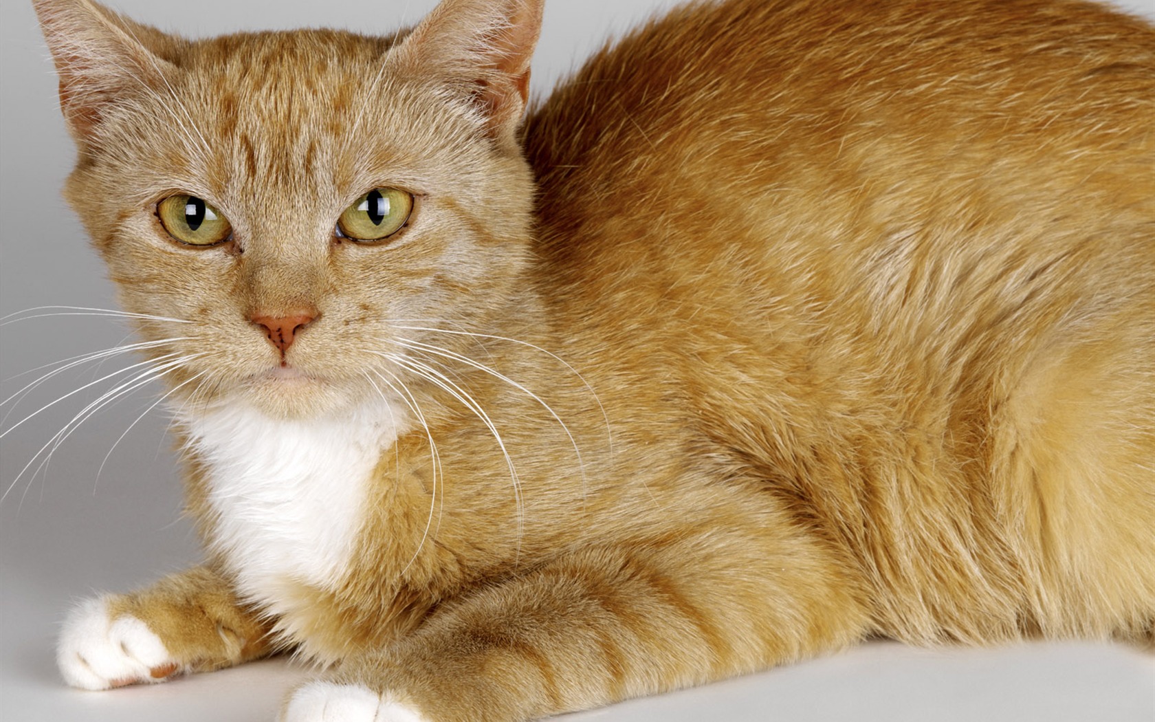 1600 Cat Foto Tapety (10) #2 - 1680x1050