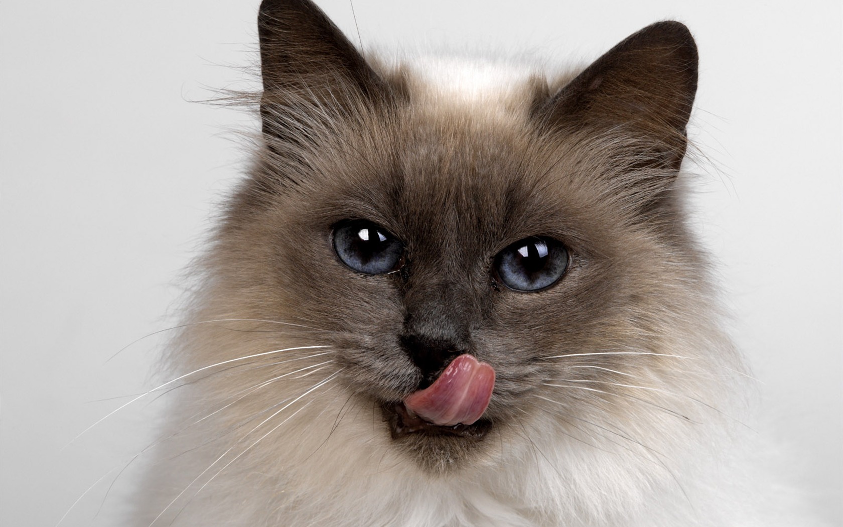 1600 Cat Foto Tapety (11) #4 - 1680x1050