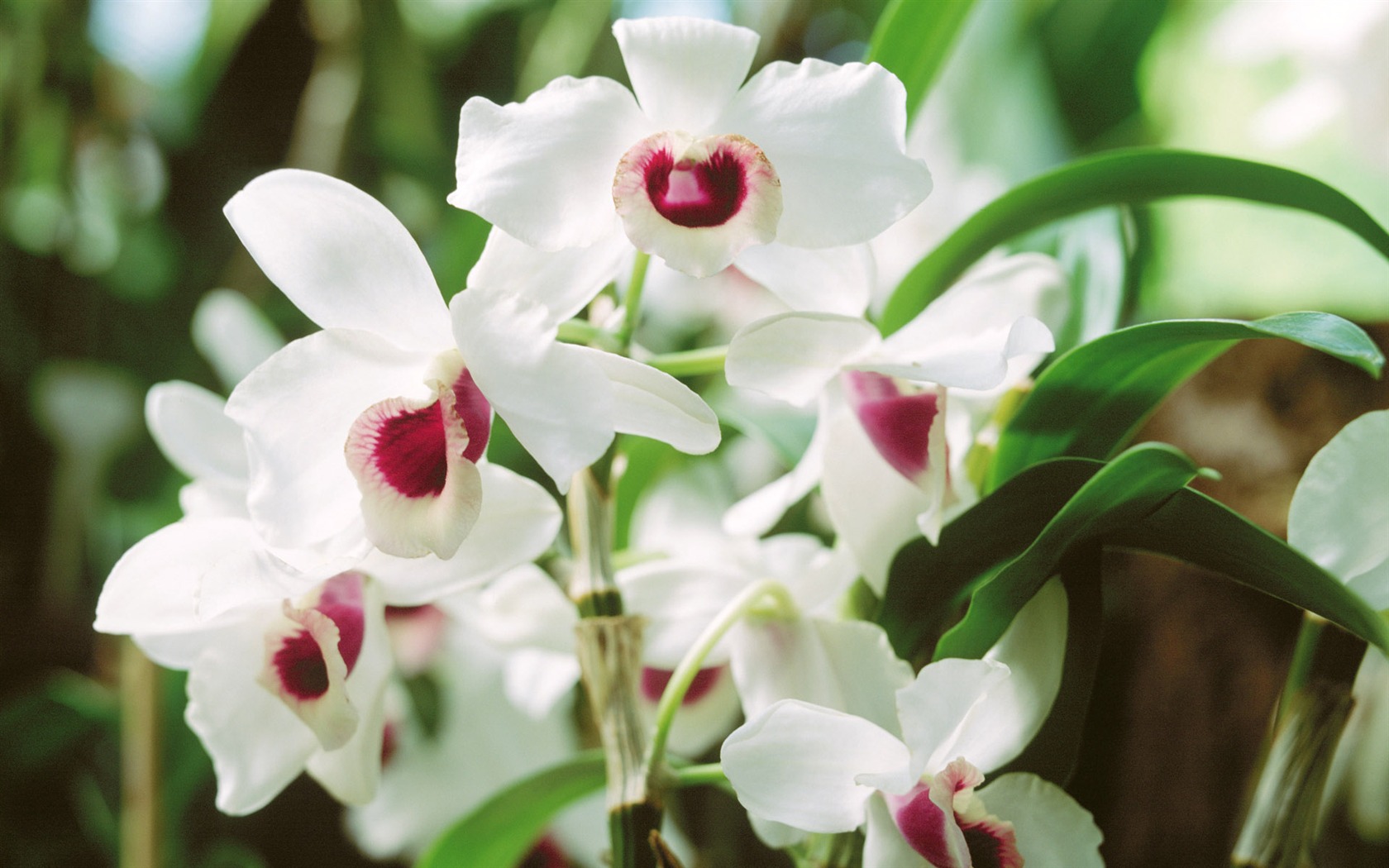 Widescreen wallpaper flowers close-up (4) #1 - 1680x1050