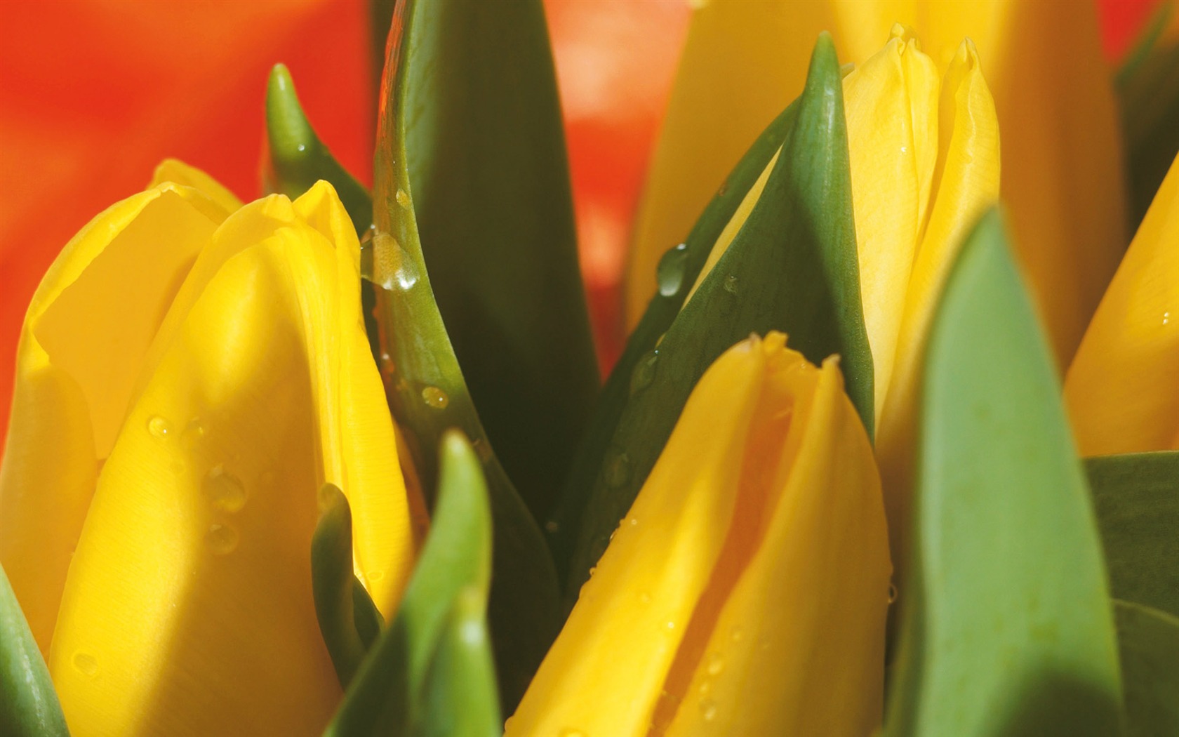 Widescreen wallpaper flowers close-up (4) #6 - 1680x1050