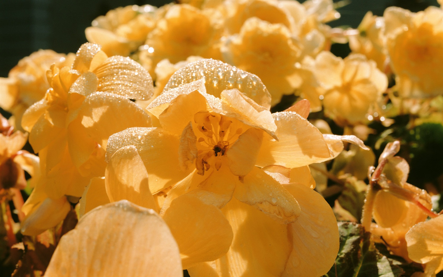 Widescreen wallpaper flowers close-up (4) #8 - 1680x1050