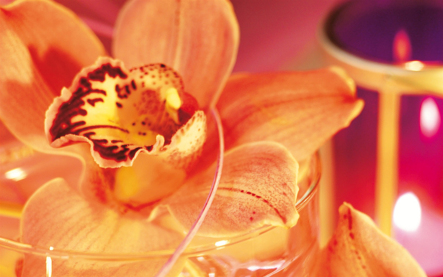Widescreen wallpaper flowers close-up (4) #10 - 1680x1050