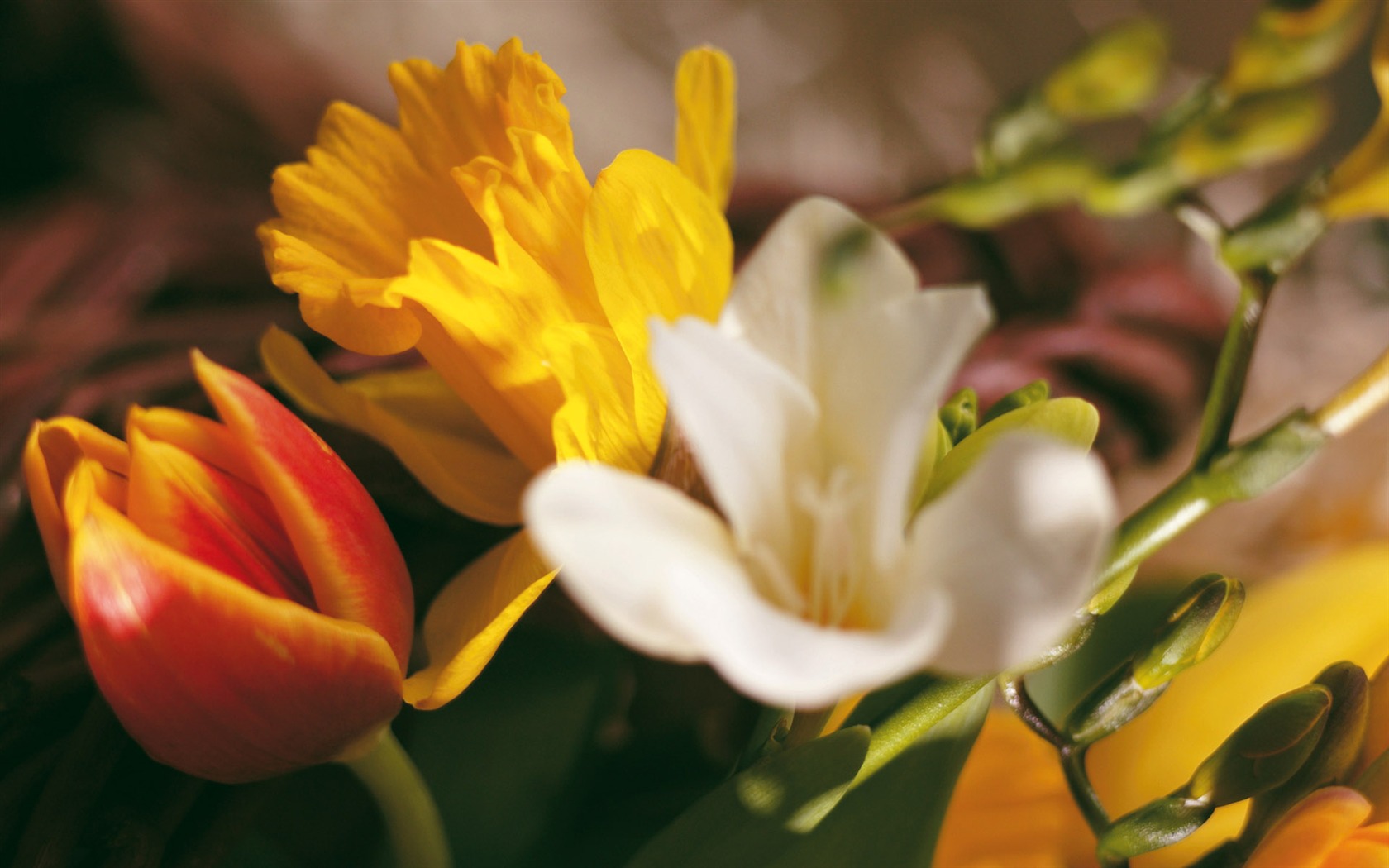 Widescreen wallpaper flowers close-up (4) #14 - 1680x1050