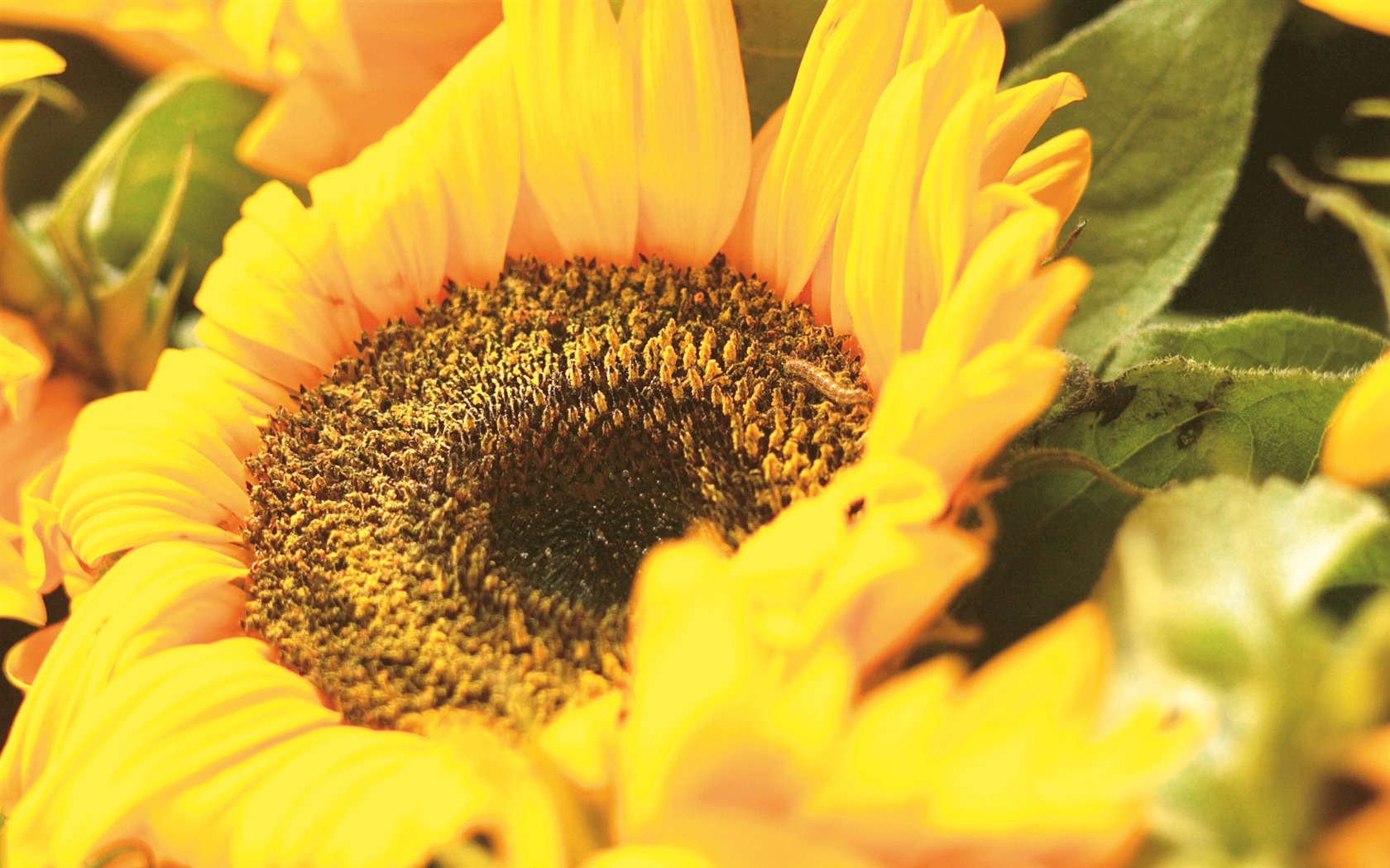 Widescreen wallpaper flowers close-up (4) #18 - 1680x1050
