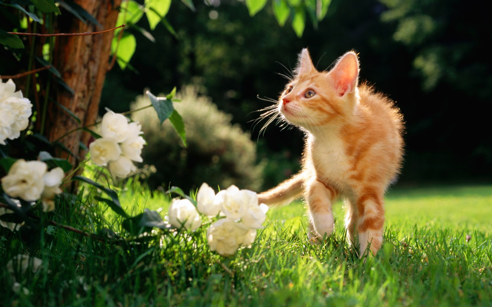 1920 Cat Foto Tapety (1) #3 - 1680x1050