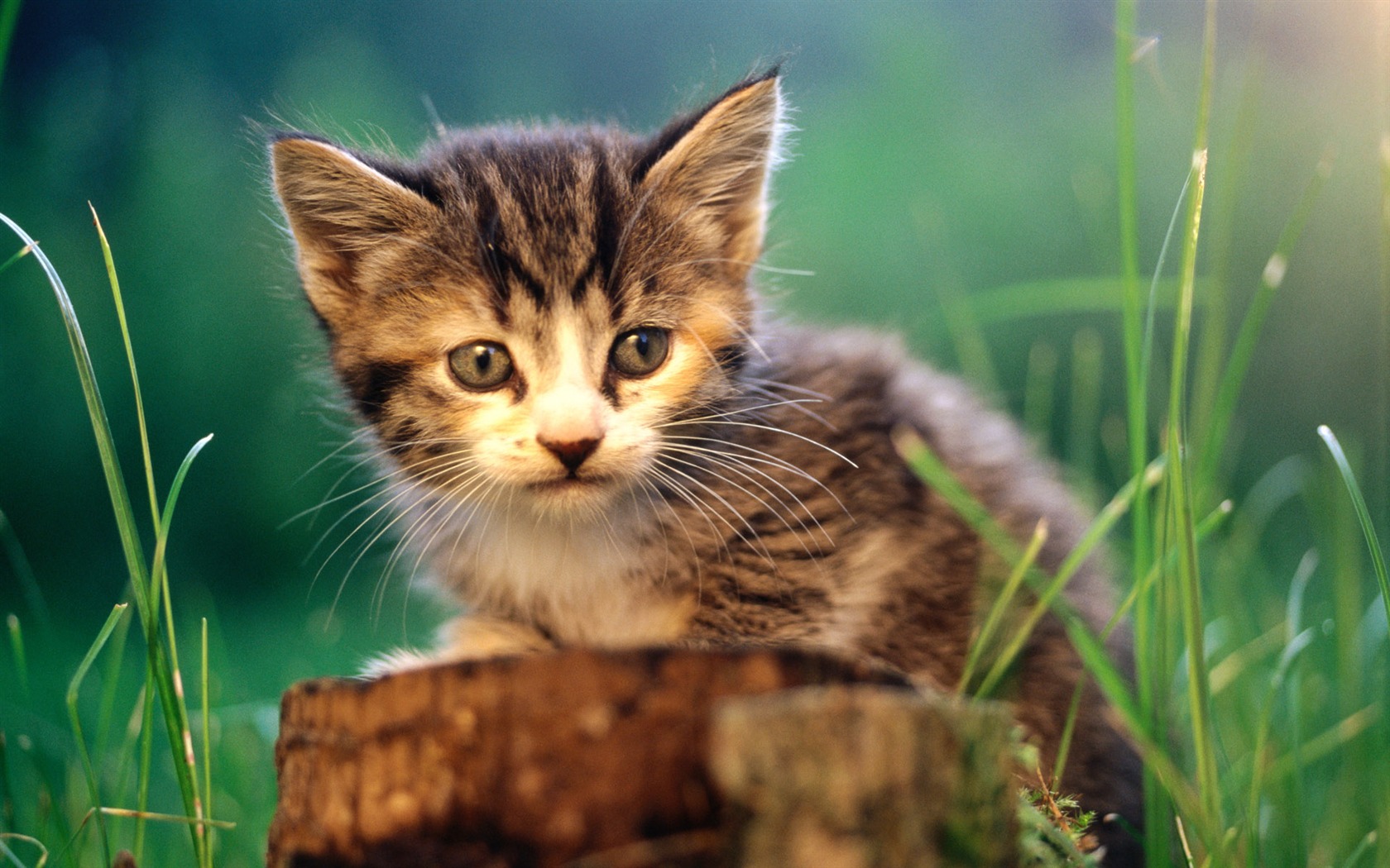 1920 Cat Foto Tapety (1) #9 - 1680x1050