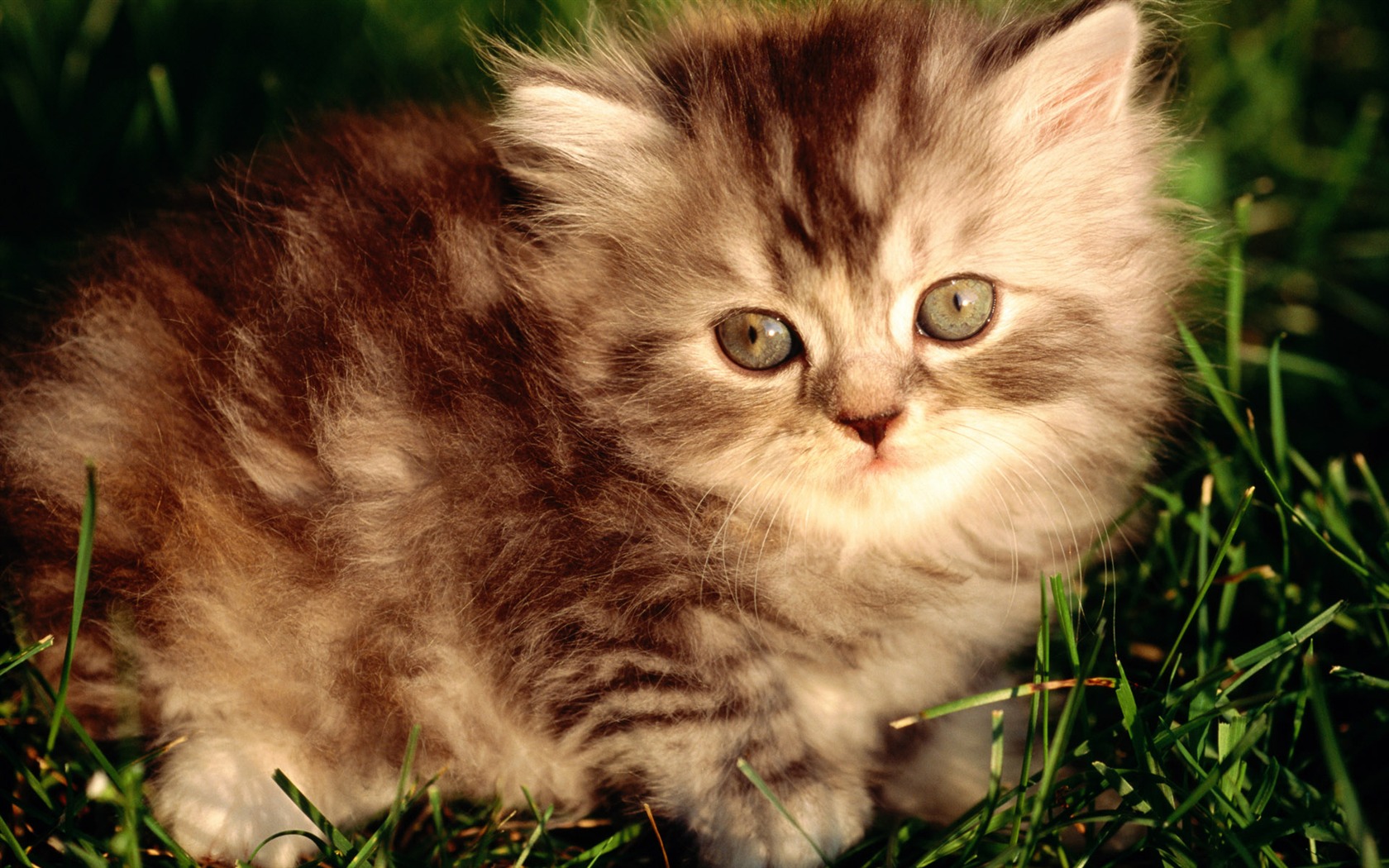 1920 Cat Foto Tapety (1) #11 - 1680x1050