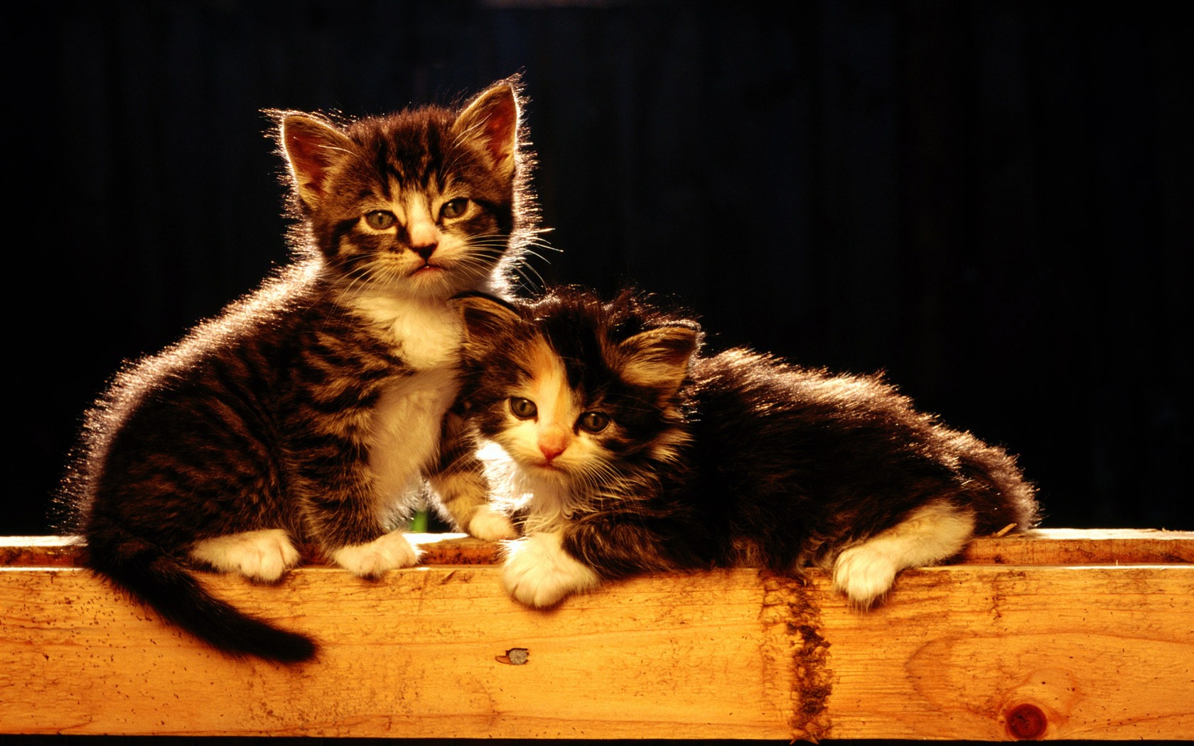 1920 Cat Foto Tapety (1) #13 - 1680x1050