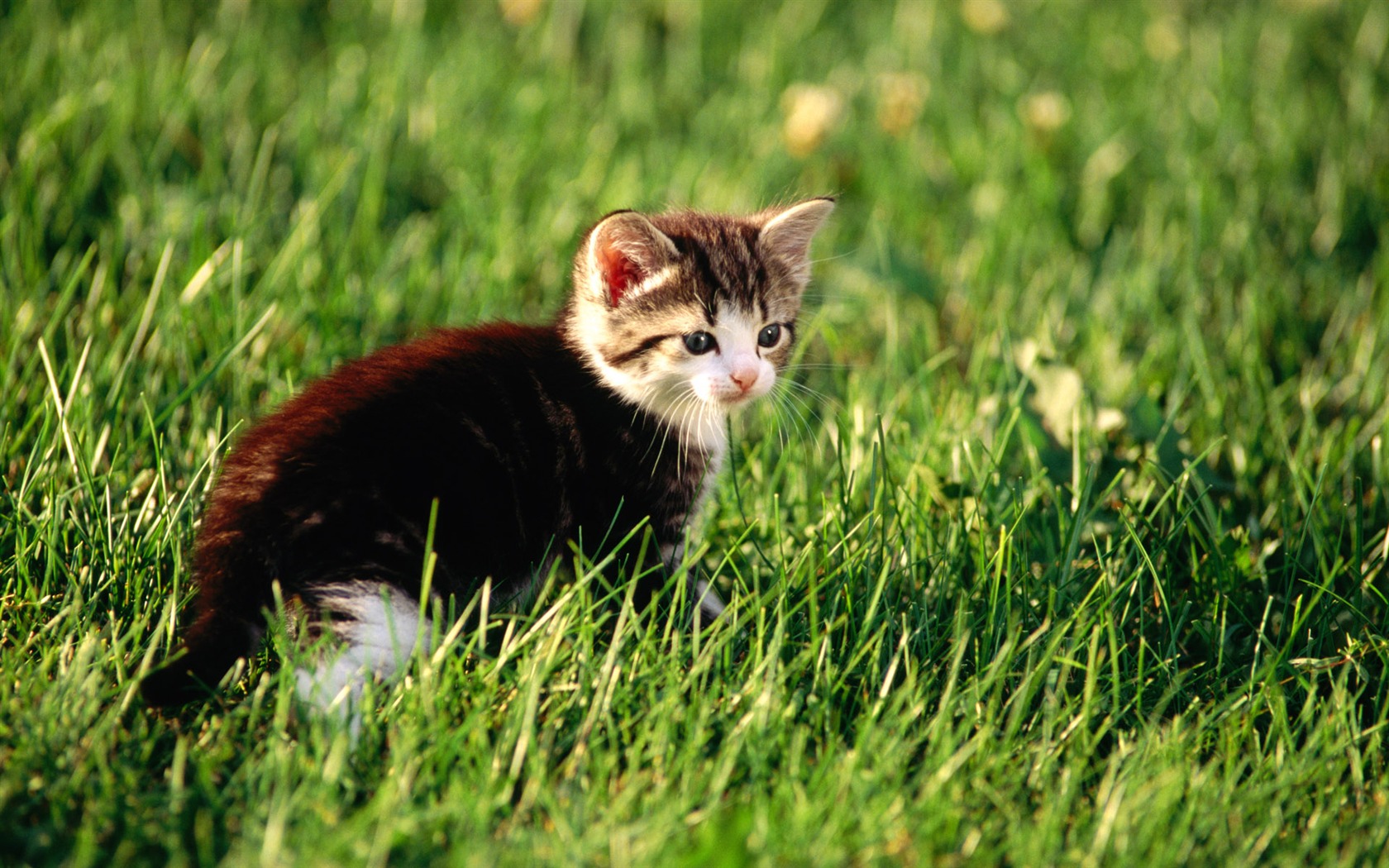 1920 Cat Foto Tapety (1) #14 - 1680x1050