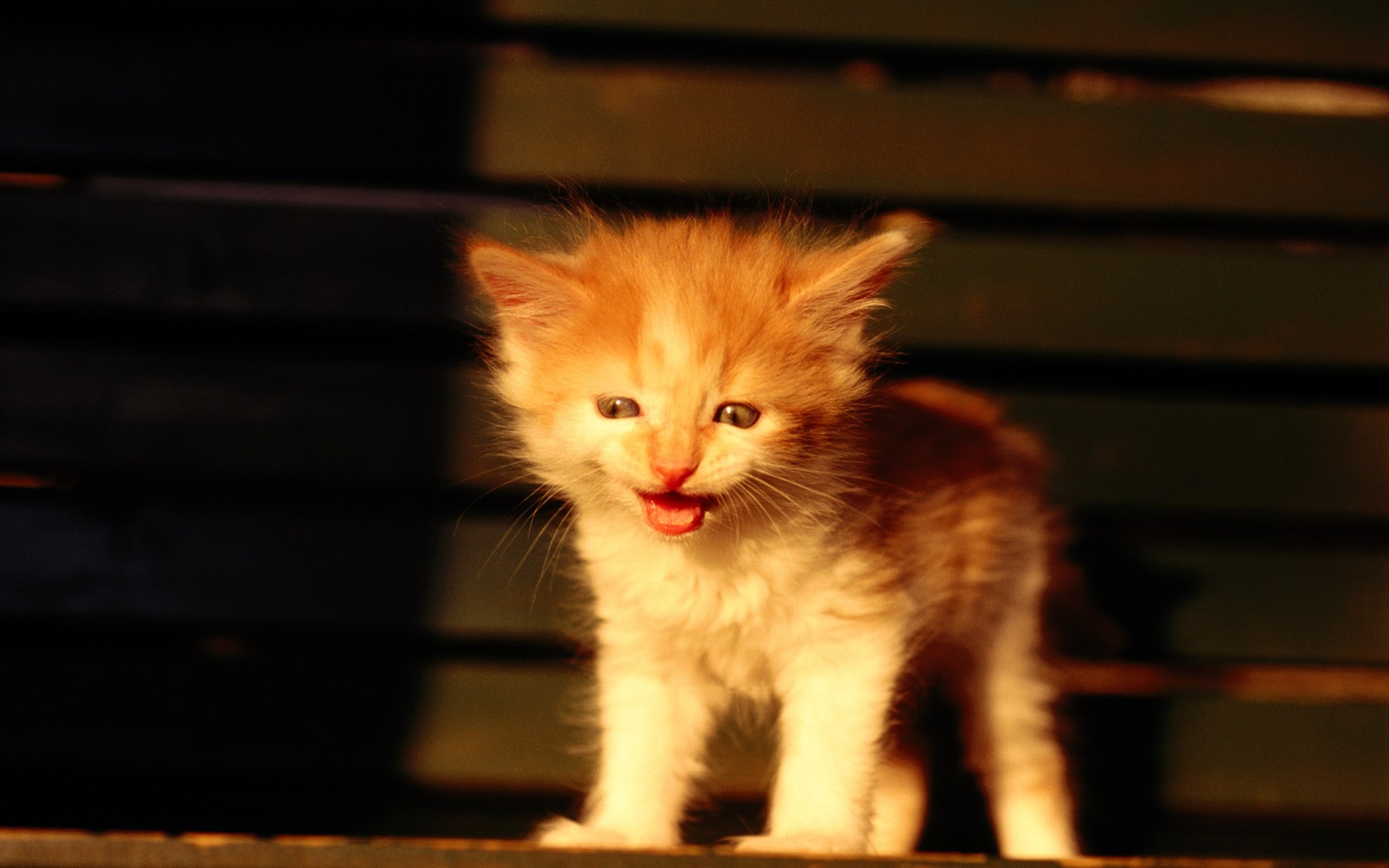 1920 Cat Foto Tapety (1) #16 - 1680x1050