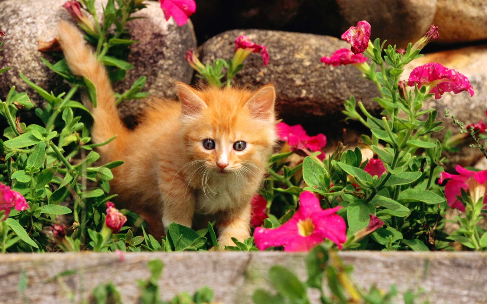 1920 Cat Foto Tapety (2) #10 - 1680x1050
