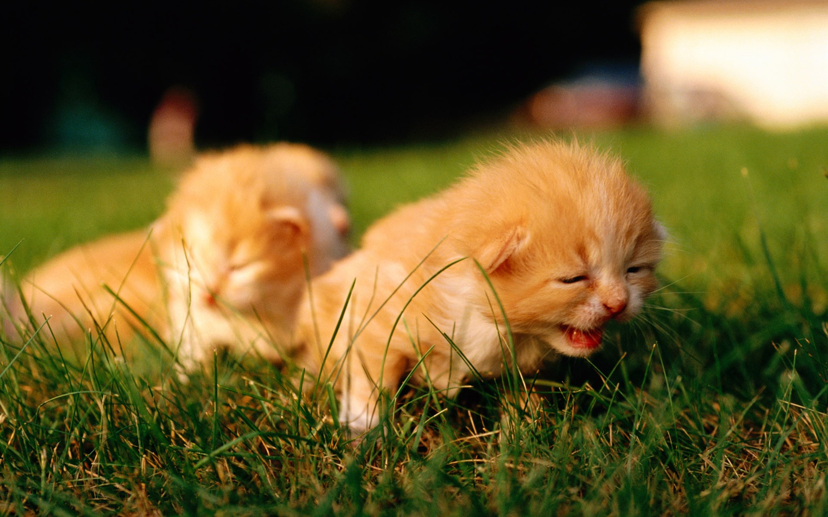 1920 Cat Foto Tapety (2) #17 - 1680x1050
