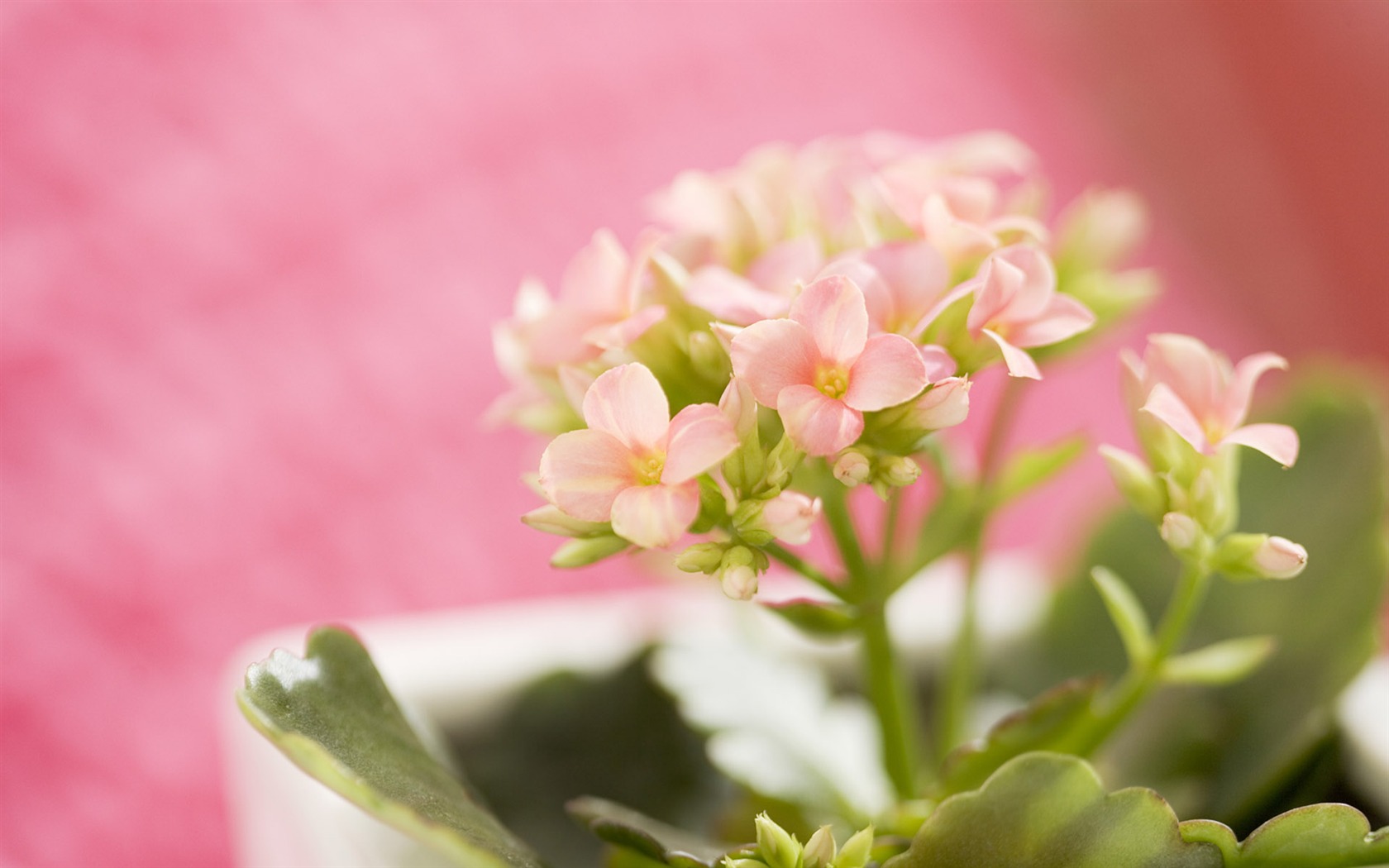 Home Still Life Wallpaper (15) #11 - 1680x1050