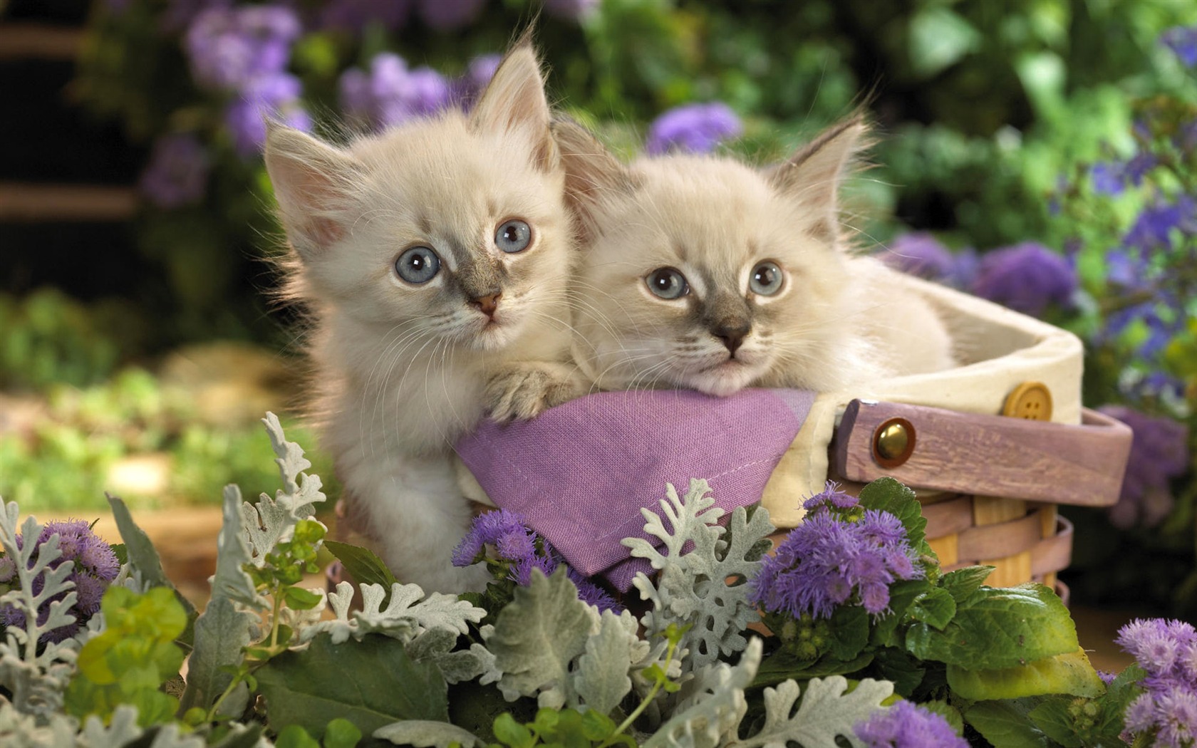 1920 Cat Foto Tapety (3) #14 - 1680x1050