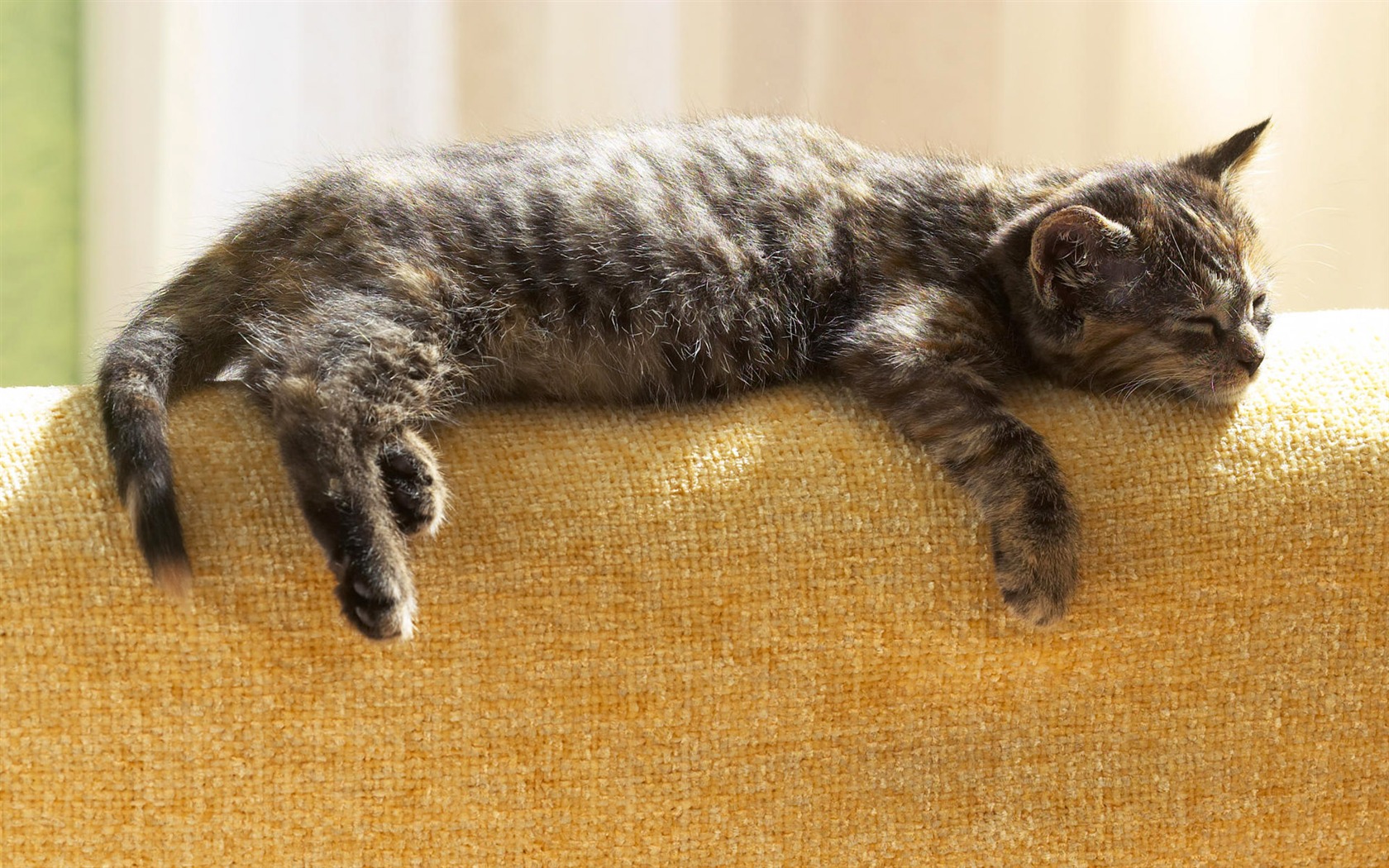 1920 Cat Foto Tapety (4) #3 - 1680x1050