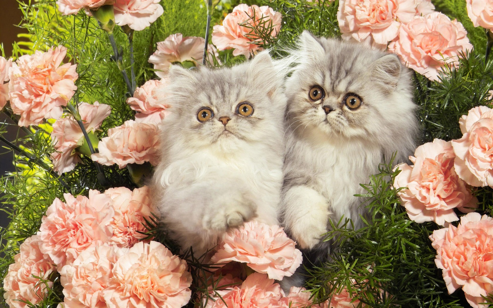 1920 Cat Foto Tapety (4) #5 - 1680x1050