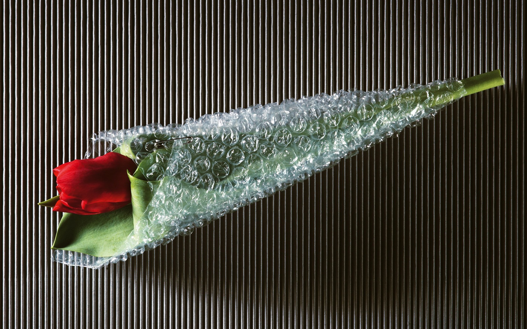 Widescreen wallpaper flowers close-up (6) #4 - 1680x1050