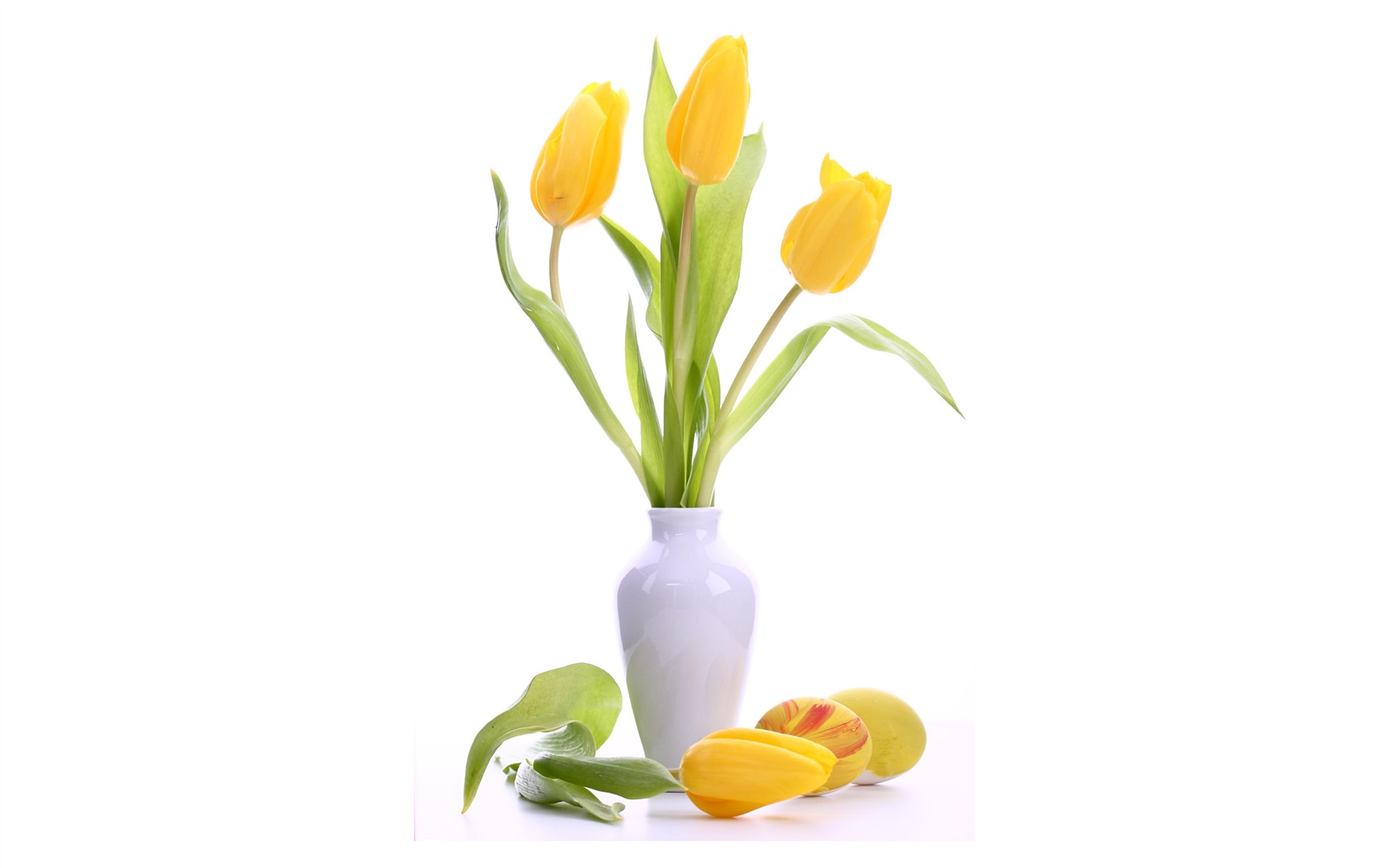 fondos de escritorio de gran tulipán (3) #2 - 1680x1050
