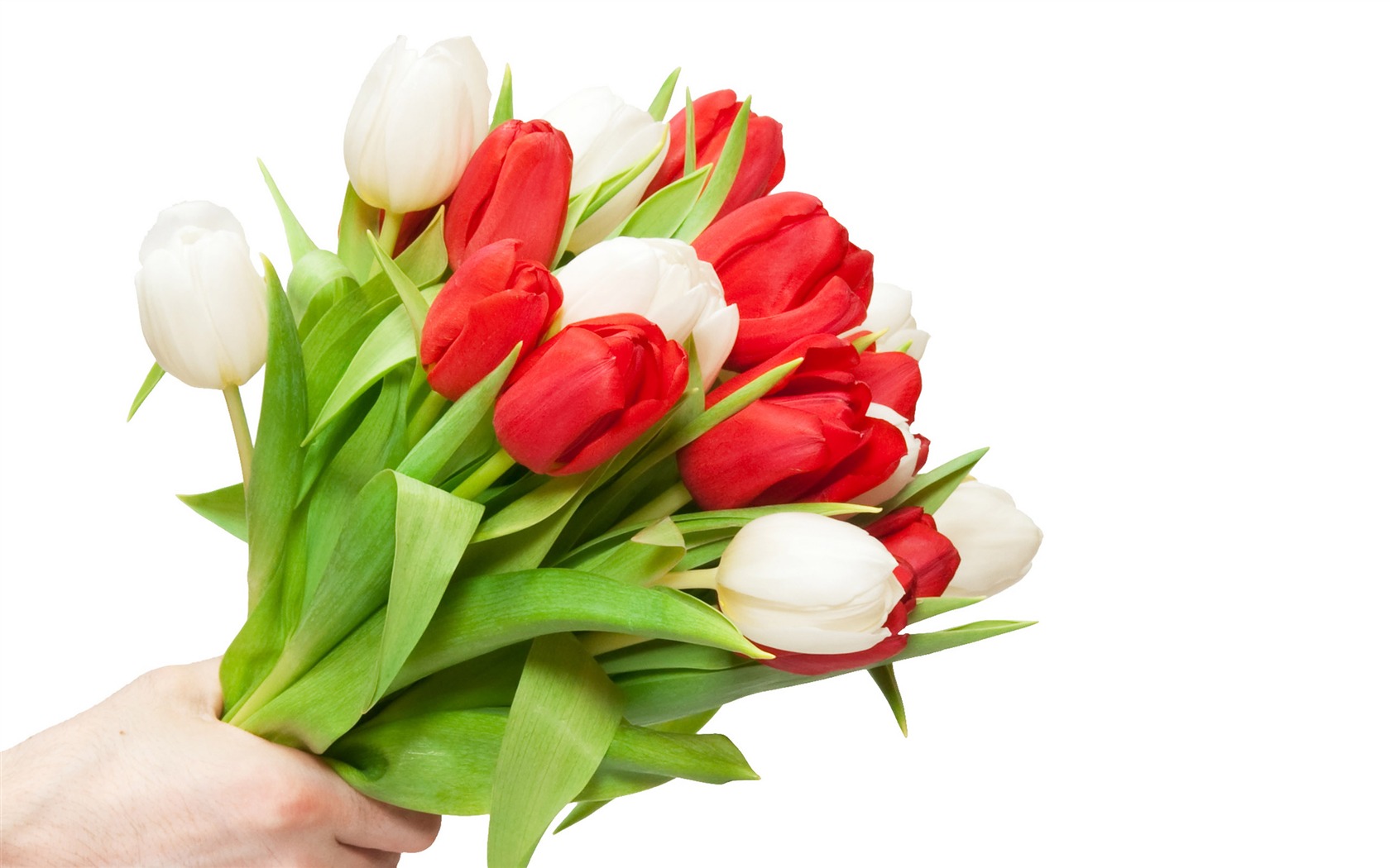 Velký tulipán tapetu (3) #5 - 1680x1050