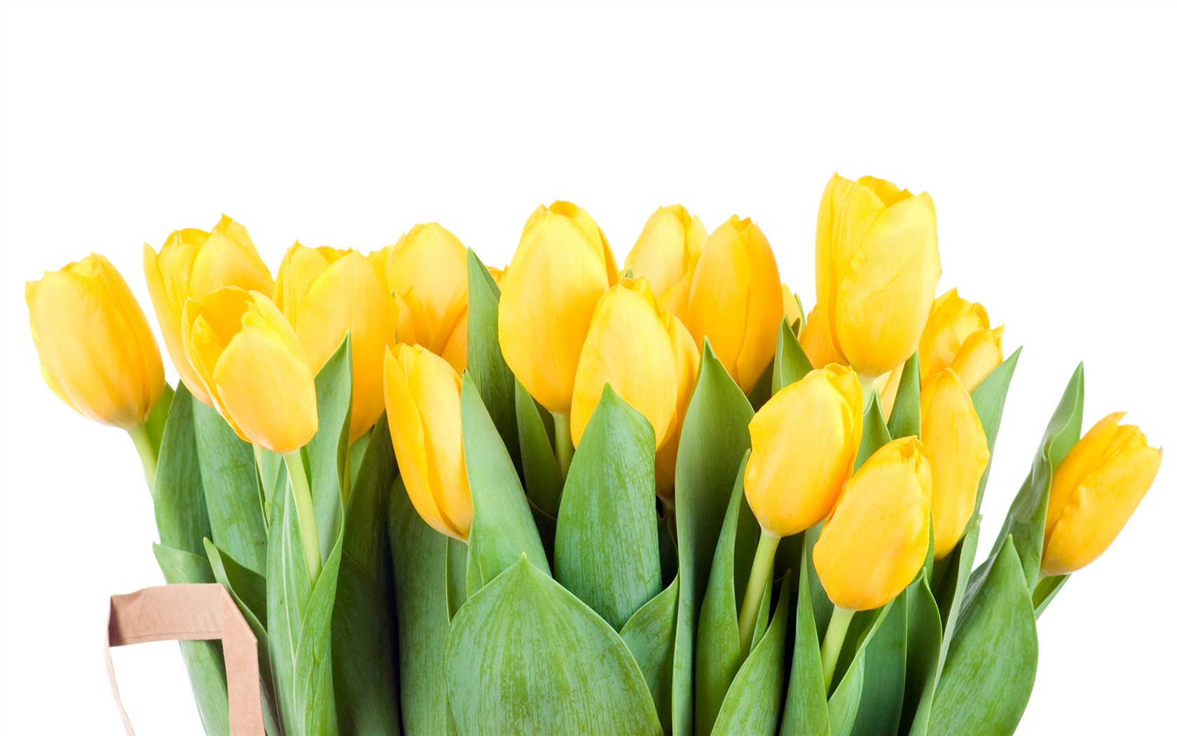 Velký tulipán tapetu (3) #17 - 1680x1050
