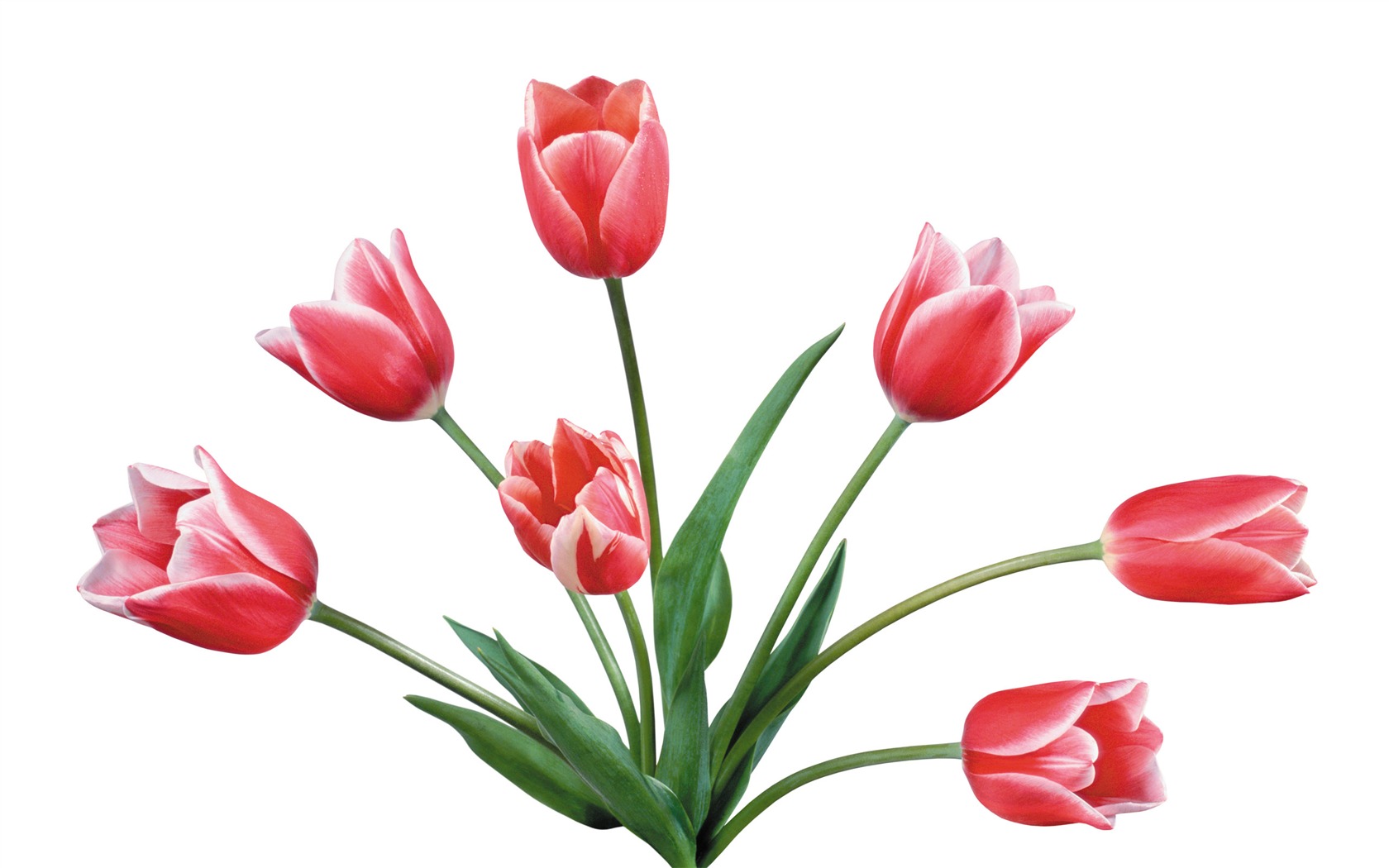 Velký tulipán tapetu (4) #3 - 1680x1050