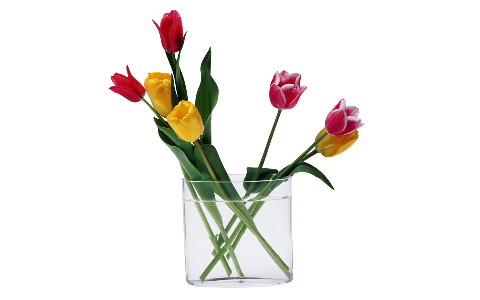 Velký tulipán tapetu (4) #5 - 1680x1050
