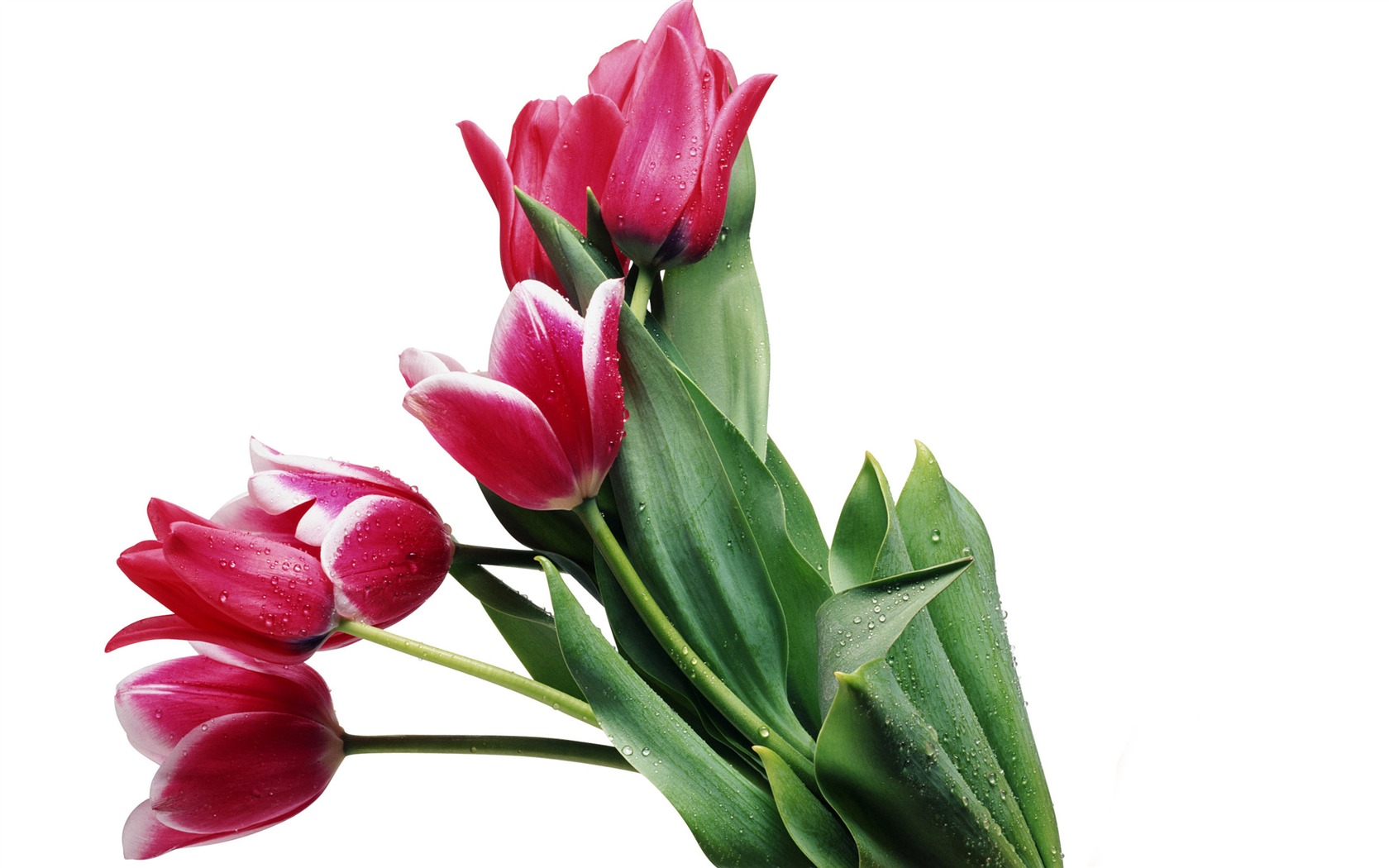 Velký tulipán tapetu (4) #10 - 1680x1050