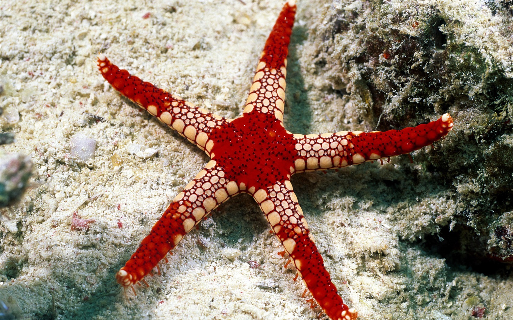 Zábava Underwater World (3) #1 - 1680x1050