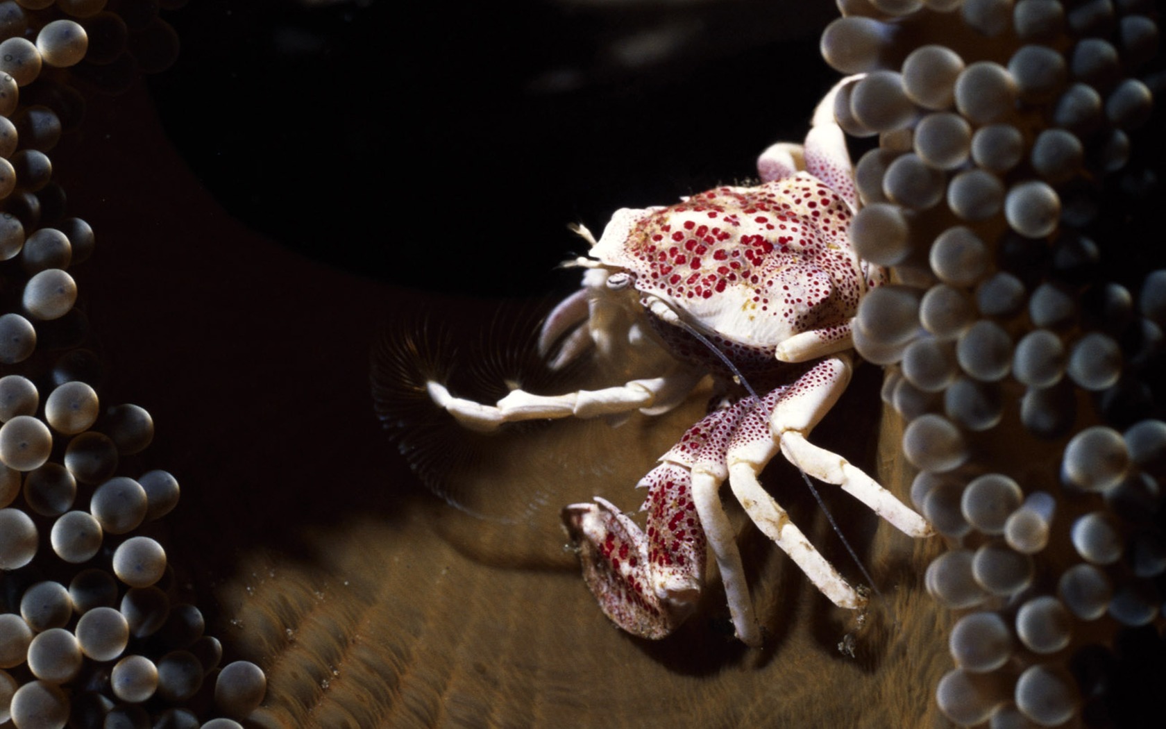 Fun Underwater World (3) #6 - 1680x1050