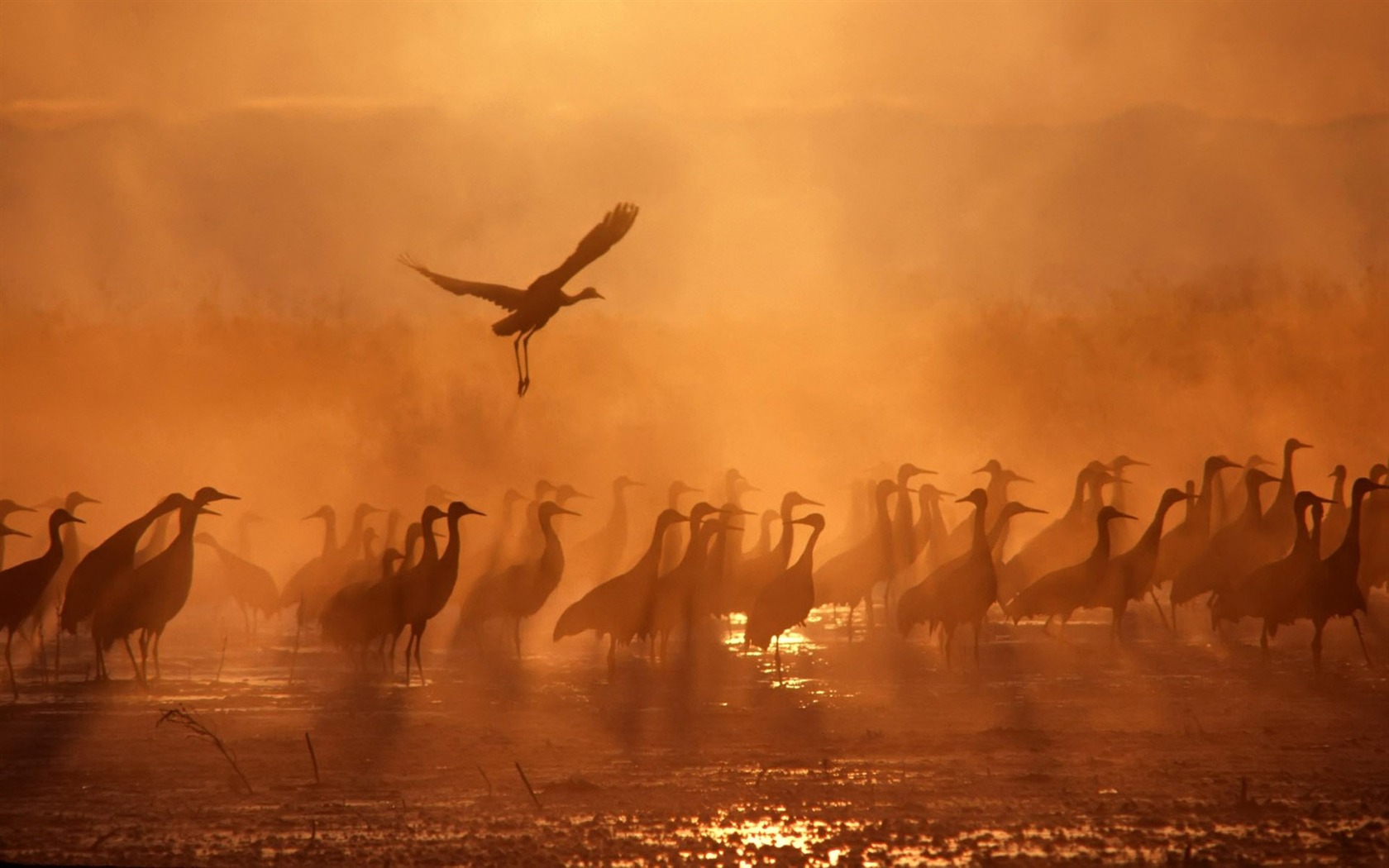 Animal Widescreen Wallpapers Collection (7) #13 - 1680x1050