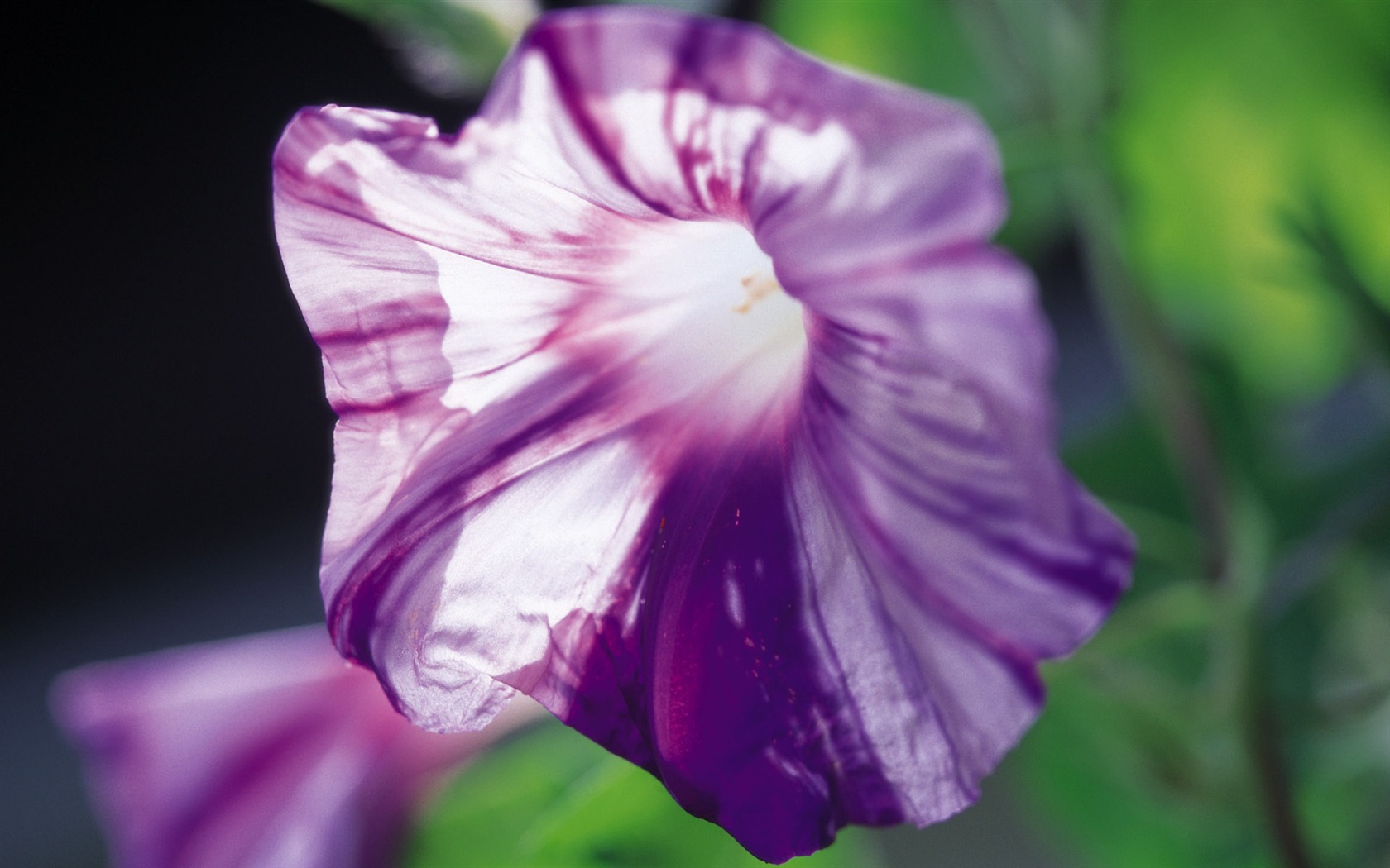 fleurs fond d'écran Widescreen close-up (7) #5 - 1680x1050