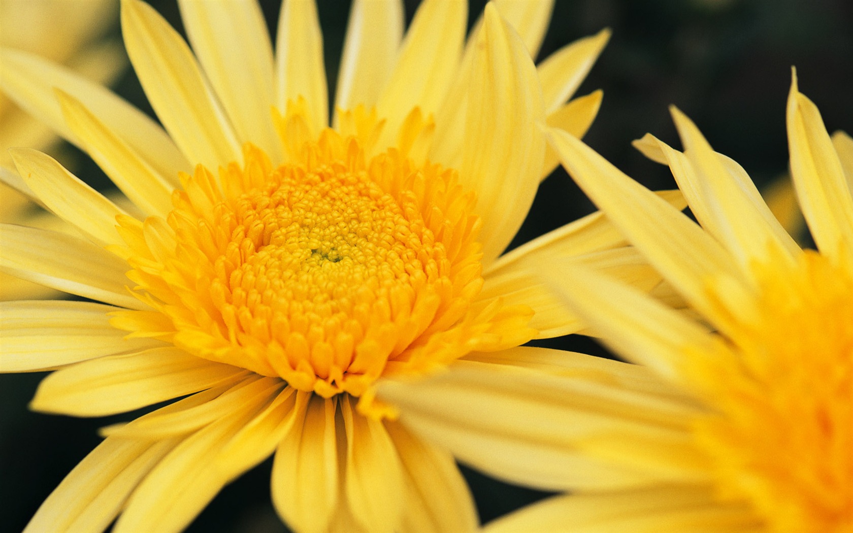 fleurs fond d'écran Widescreen close-up (8) #7 - 1680x1050
