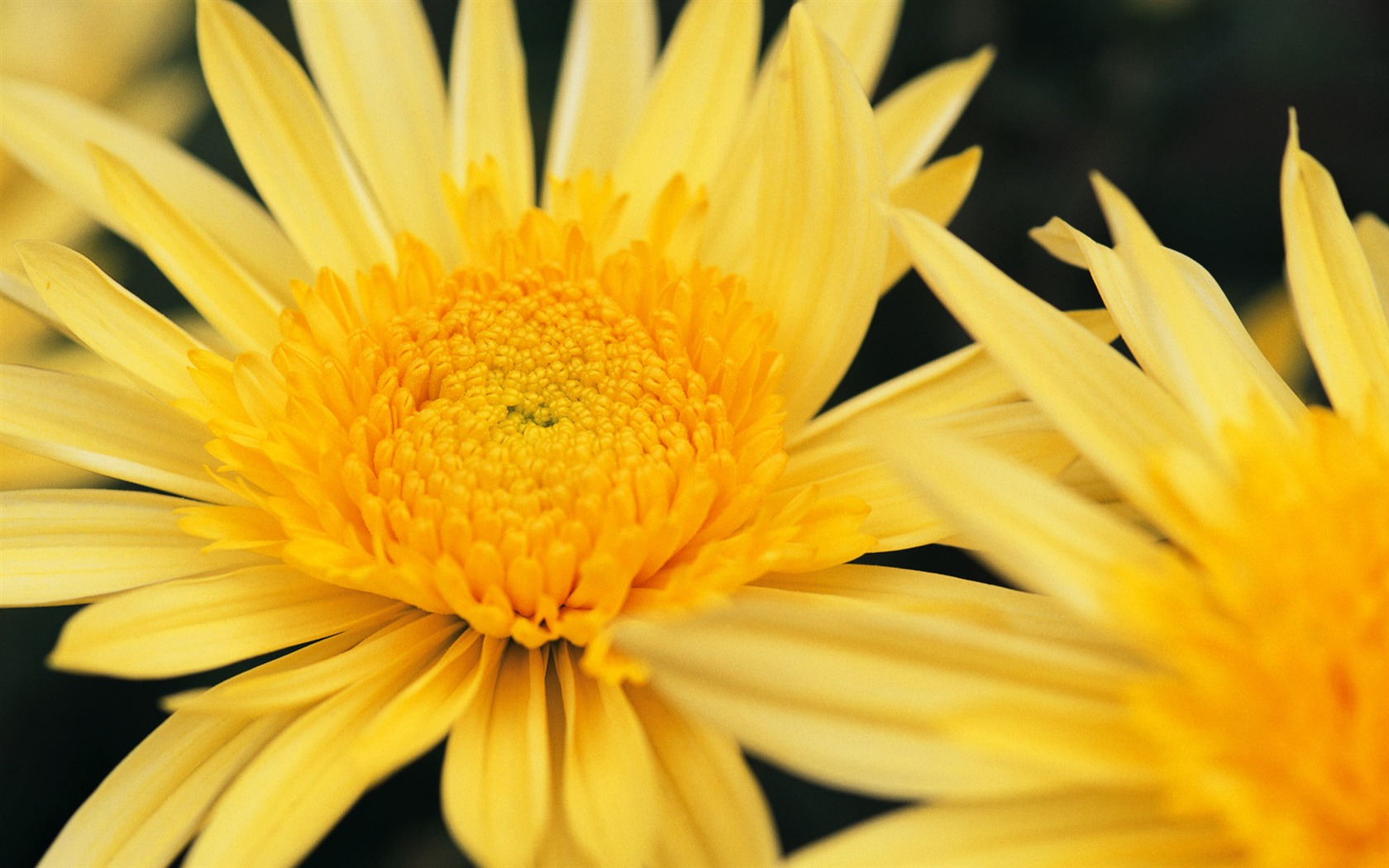 Widescreen wallpaper flowers close-up (8) #7 - 1680x1050