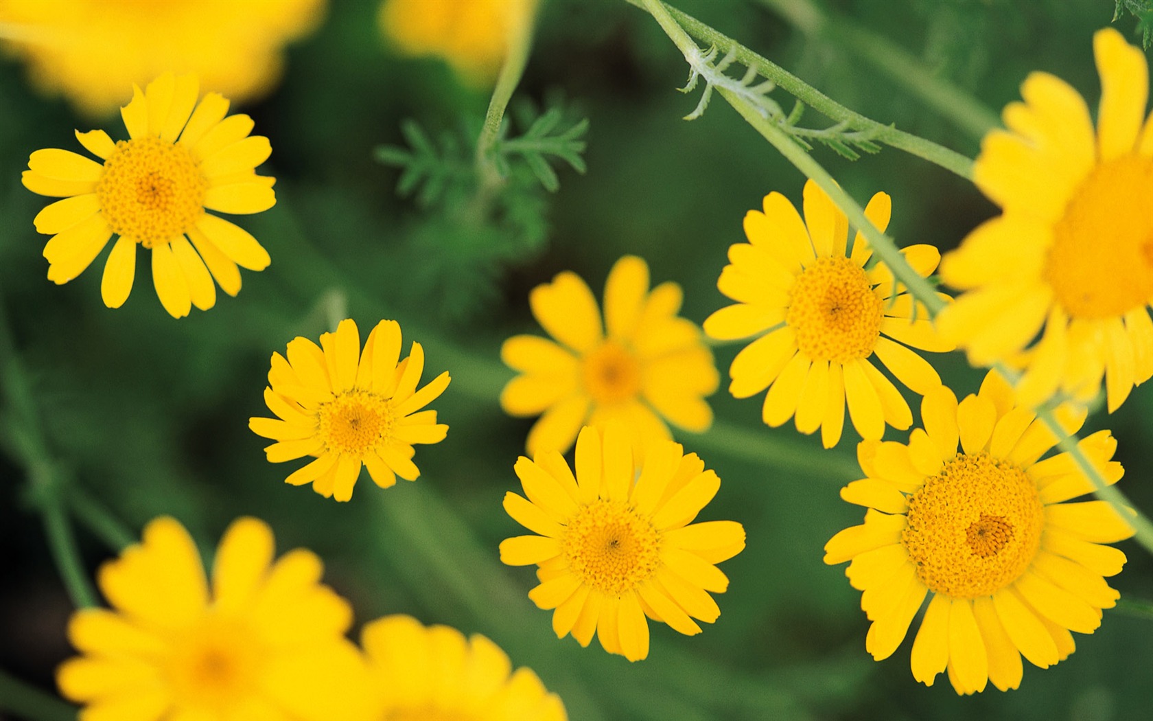 Widescreen wallpaper flowers close-up (8) #11 - 1680x1050