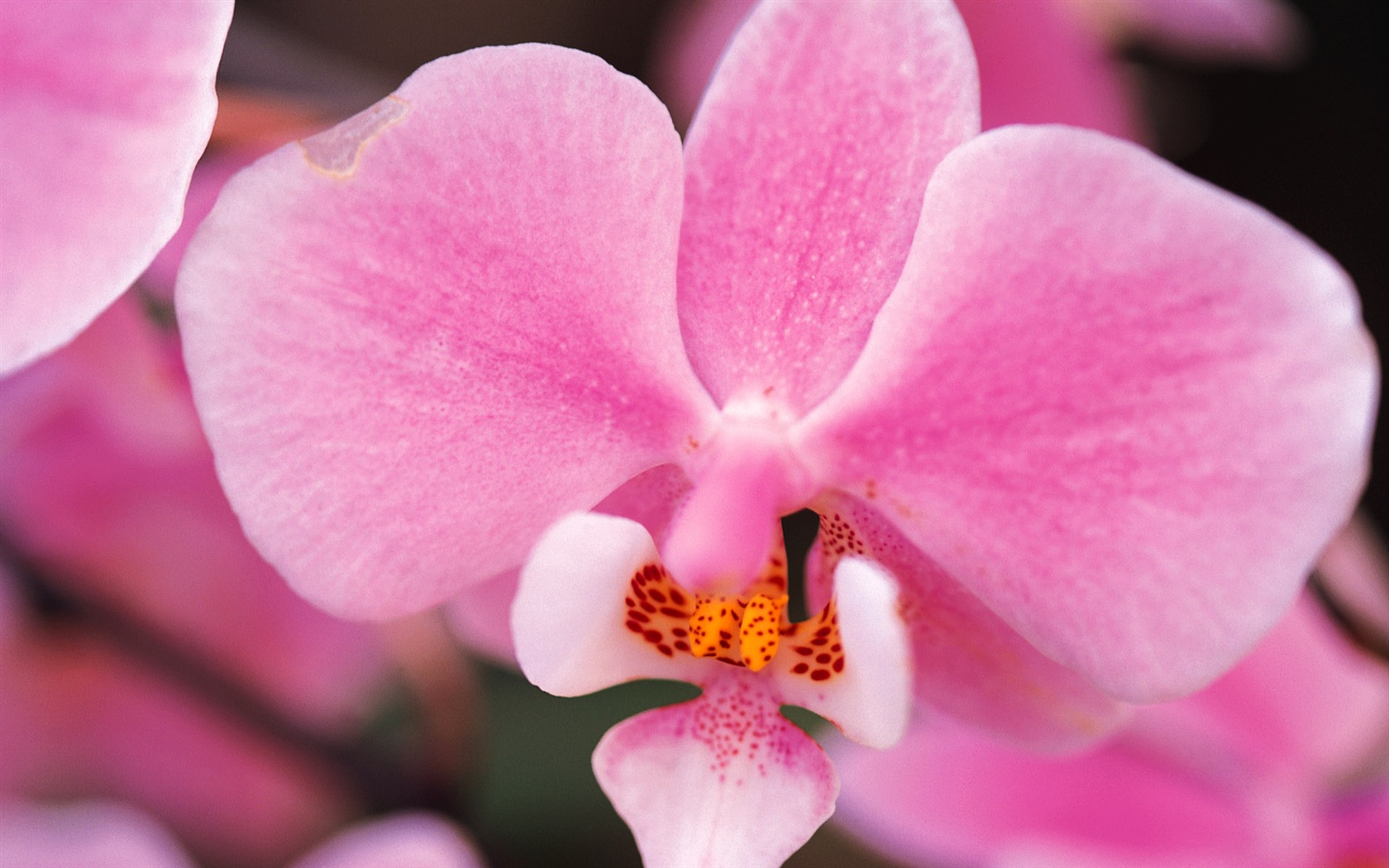 Widescreen wallpaper flowers close-up (8) #19 - 1680x1050