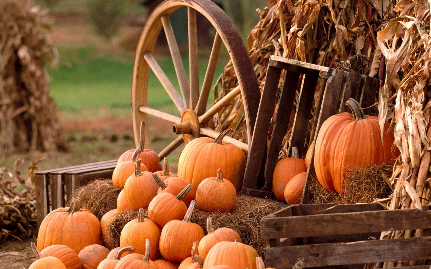 Halloween Theme Wallpapers (2) #7 - 1680x1050