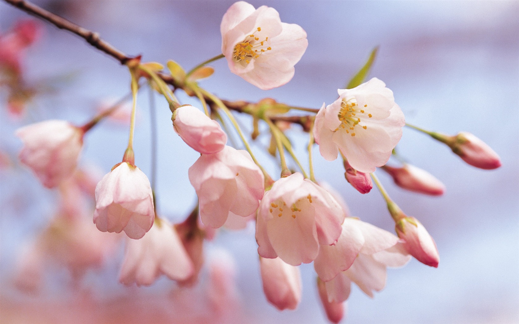 Widescreen wallpaper flowers close-up (9) #3 - 1680x1050