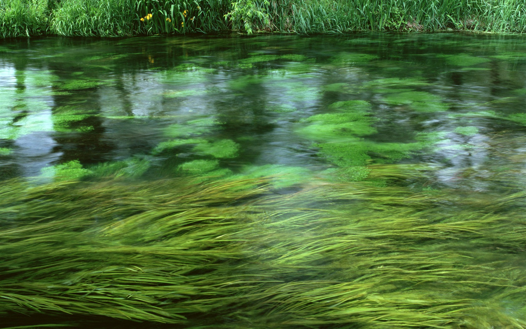 Field photo wallpaper #10 - 1680x1050