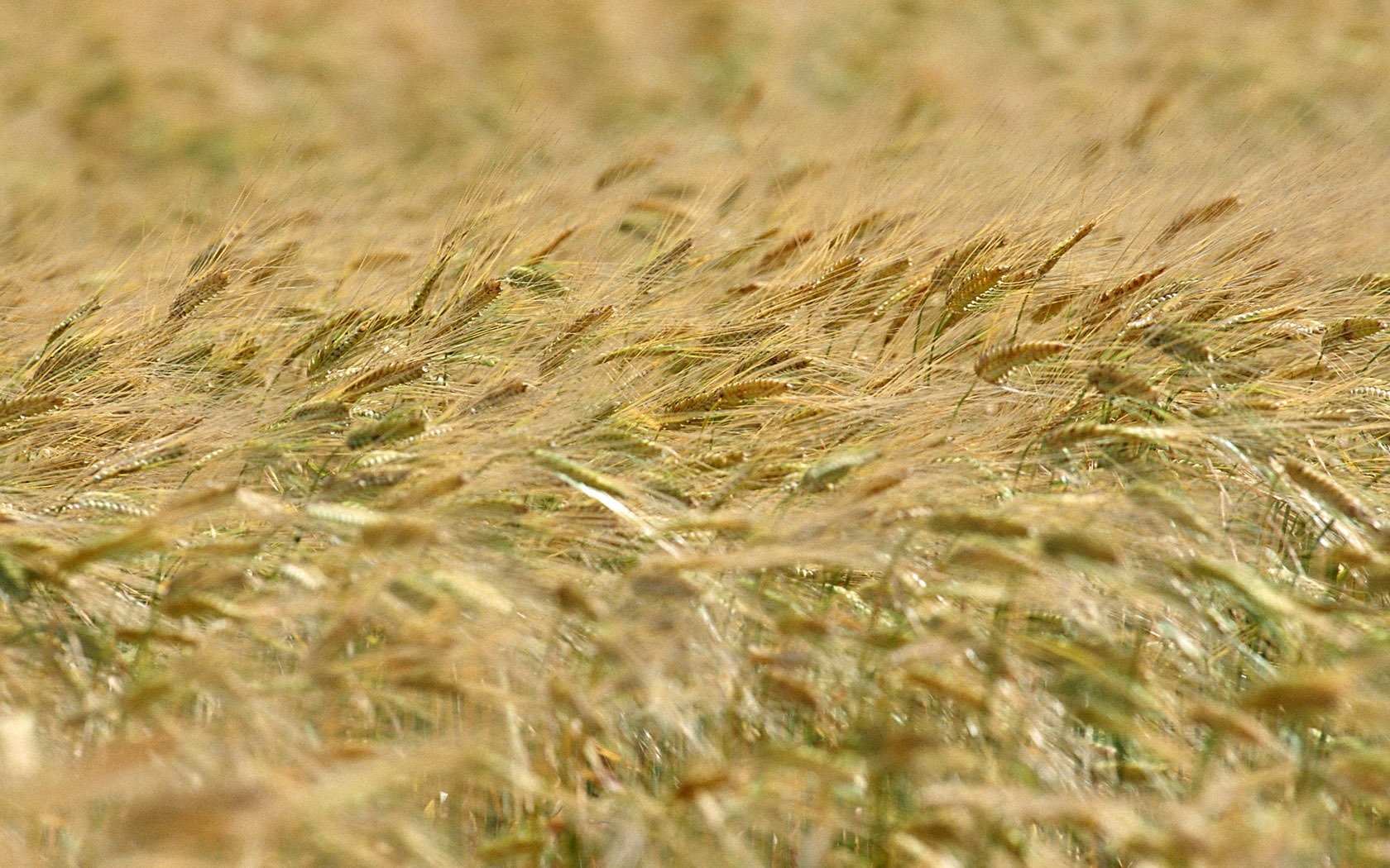 Tao Heung otřásá obrazovce Ječmen tapeta #2 - 1680x1050