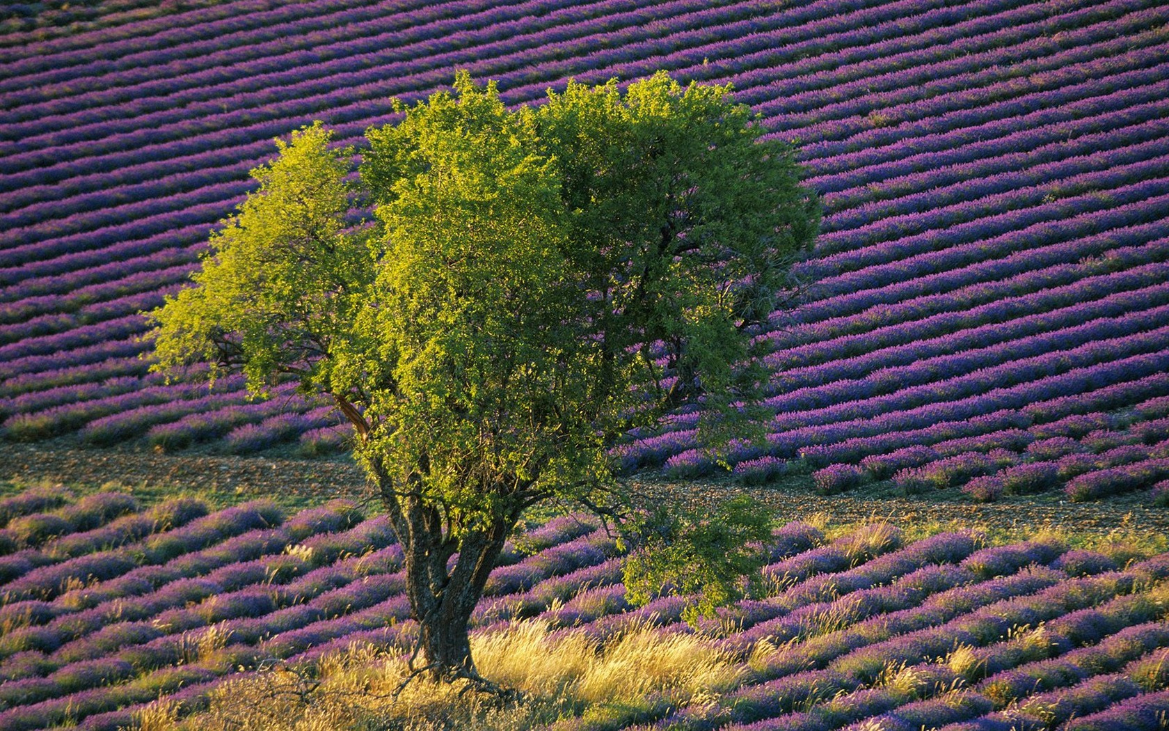 Webshots Fondos de Paisajes (15) #13 - 1680x1050