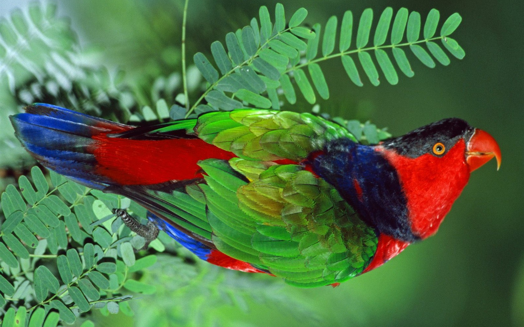 Parrot wallpaper fotoalbum #4 - 1680x1050
