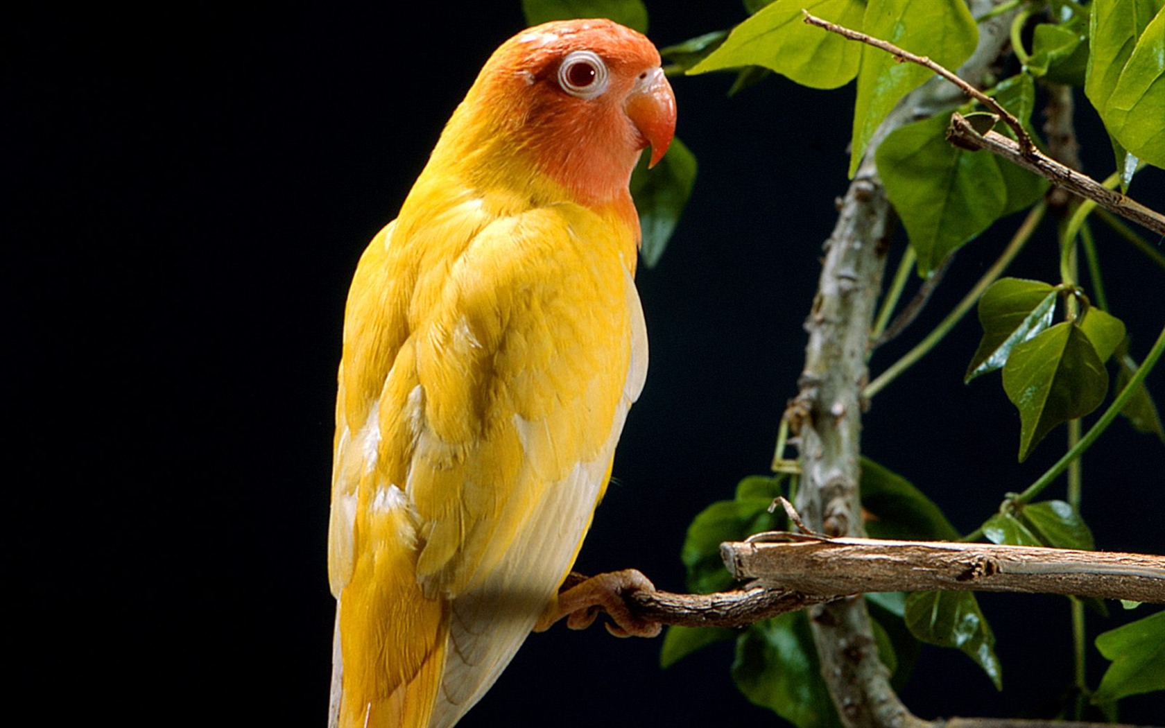 Parrot wallpaper fotoalbum #8 - 1680x1050