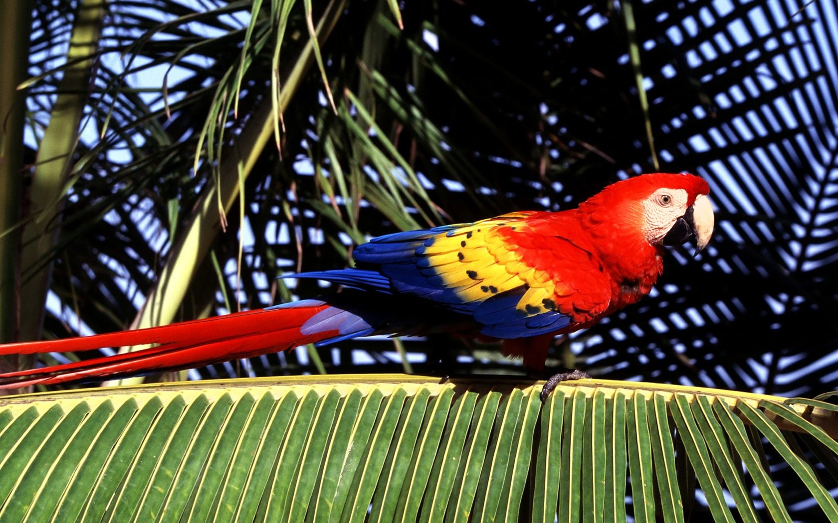 Parrot wallpaper photo album #12 - 1680x1050