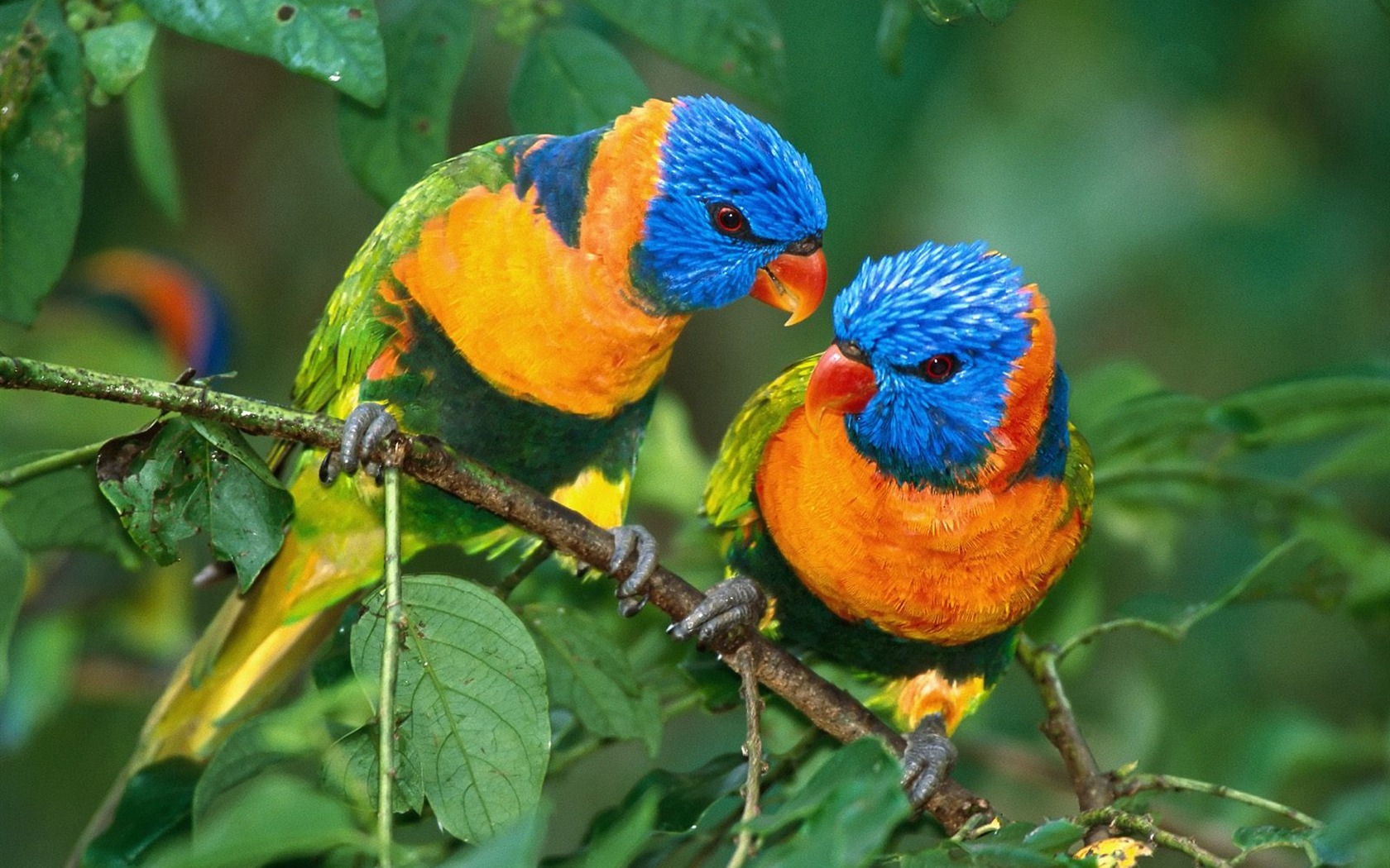 Parrot wallpaper photo album #13 - 1680x1050