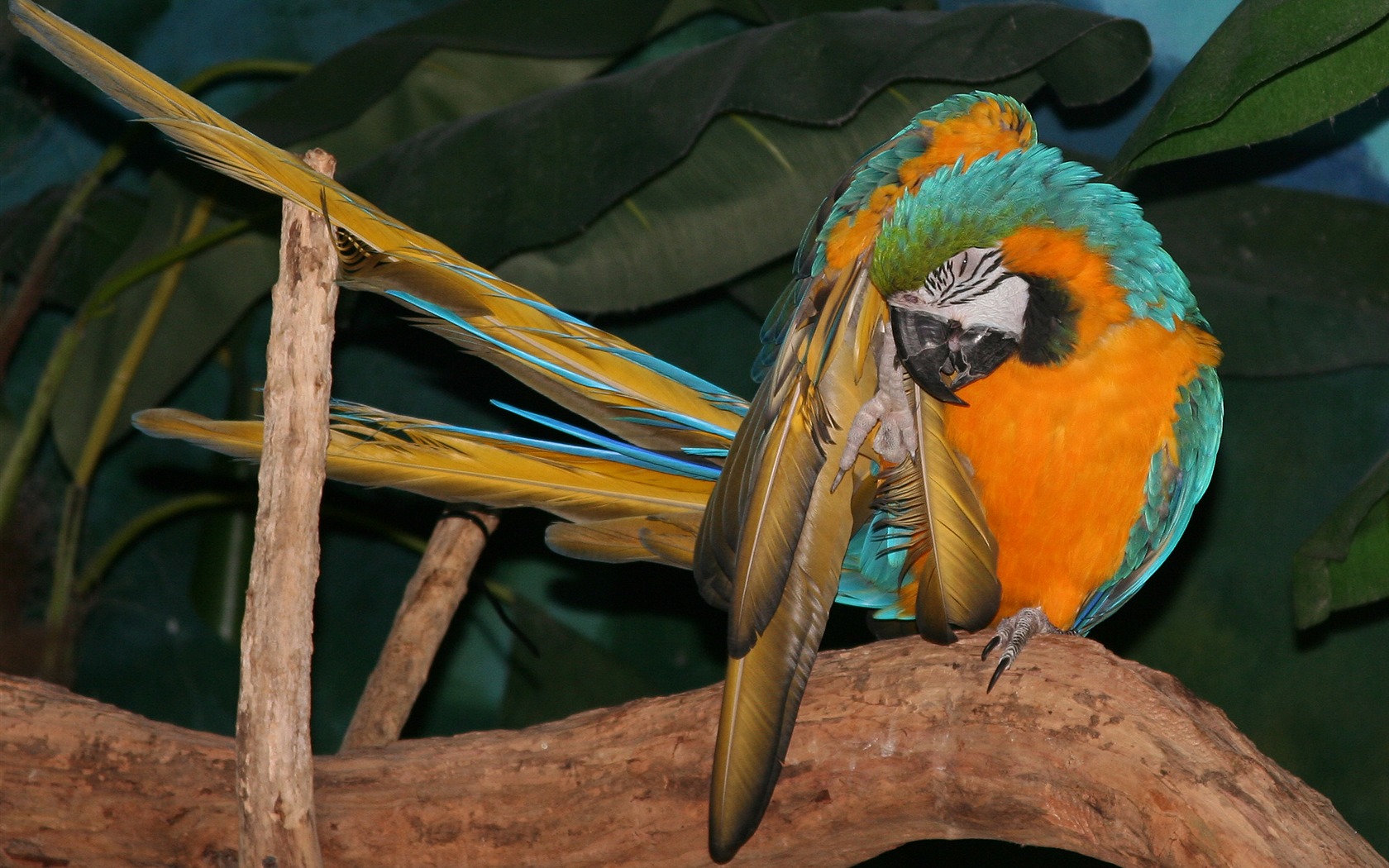 Parrot wallpaper photo album #18 - 1680x1050
